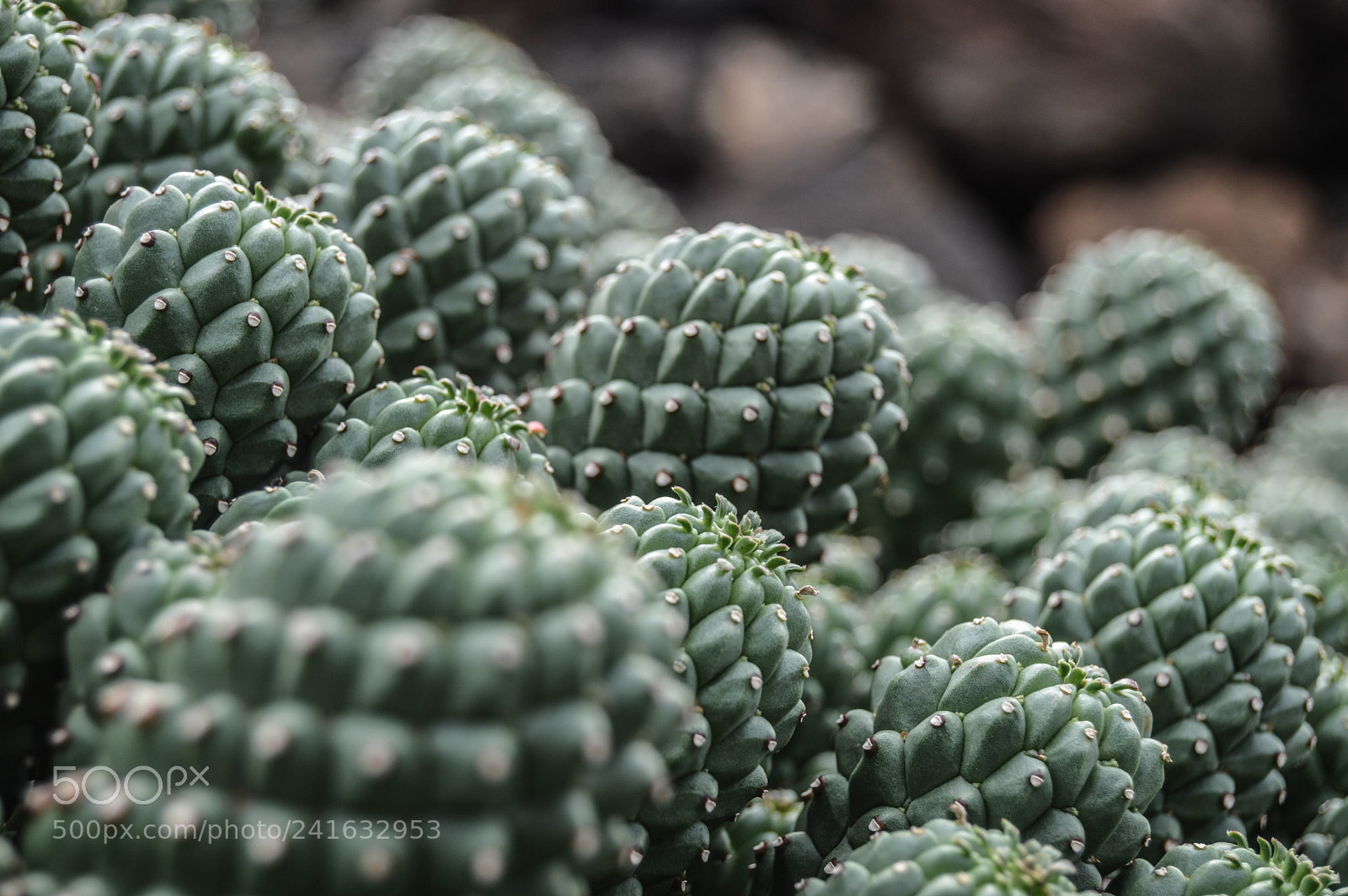 Nikon D3200 sample photo. Cactus. photography