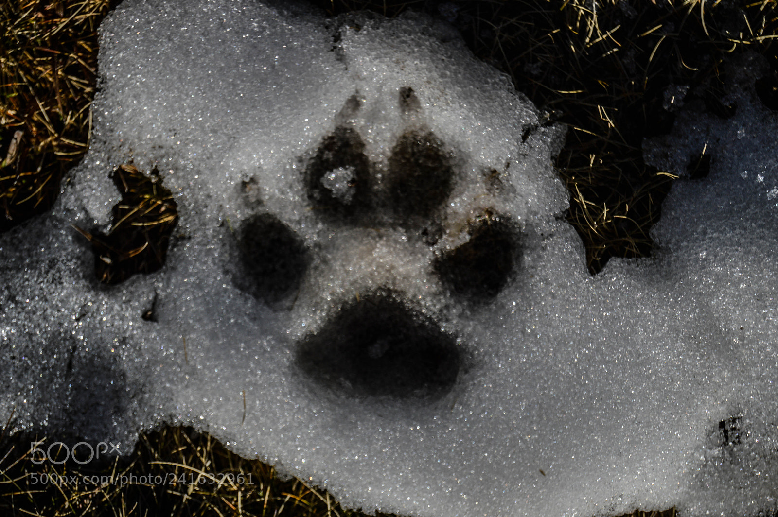 Nikon D3200 sample photo. Paw. photography