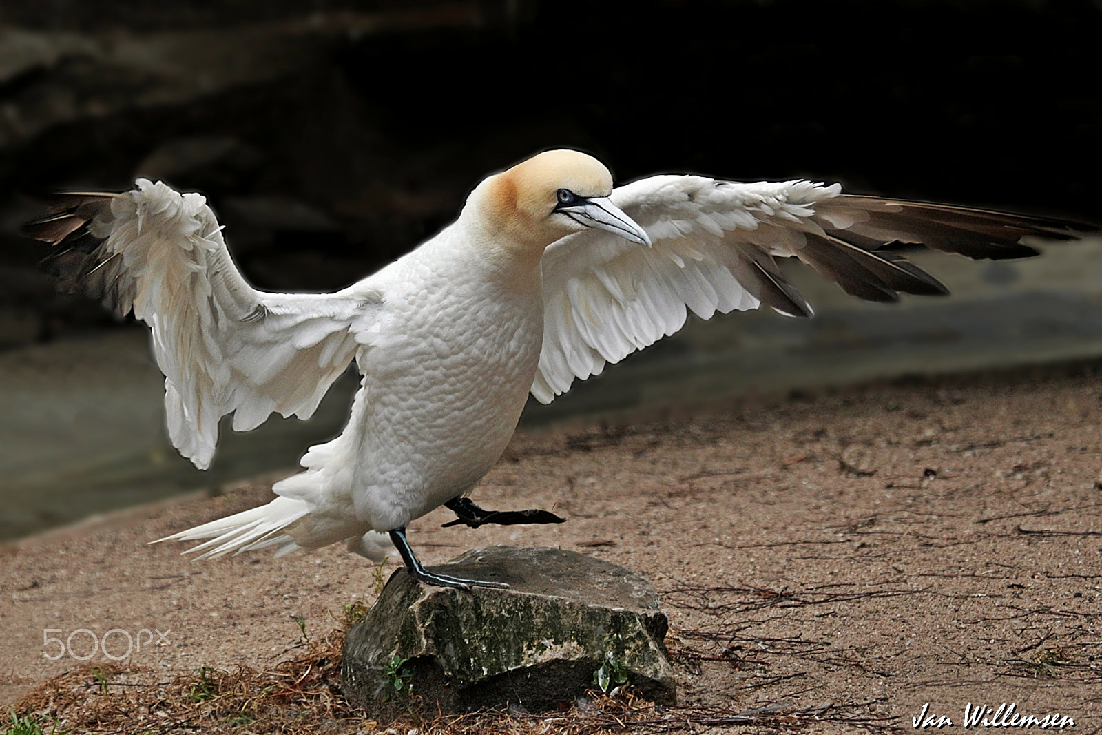 Canon EF 100-400mm F4.5-5.6L IS USM sample photo. Jan van gent (northern gannet) photography