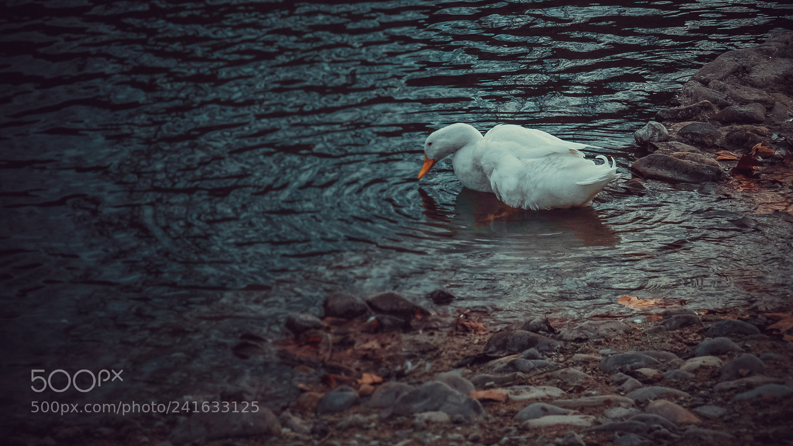 Fujifilm X-T1 sample photo. White duck photography