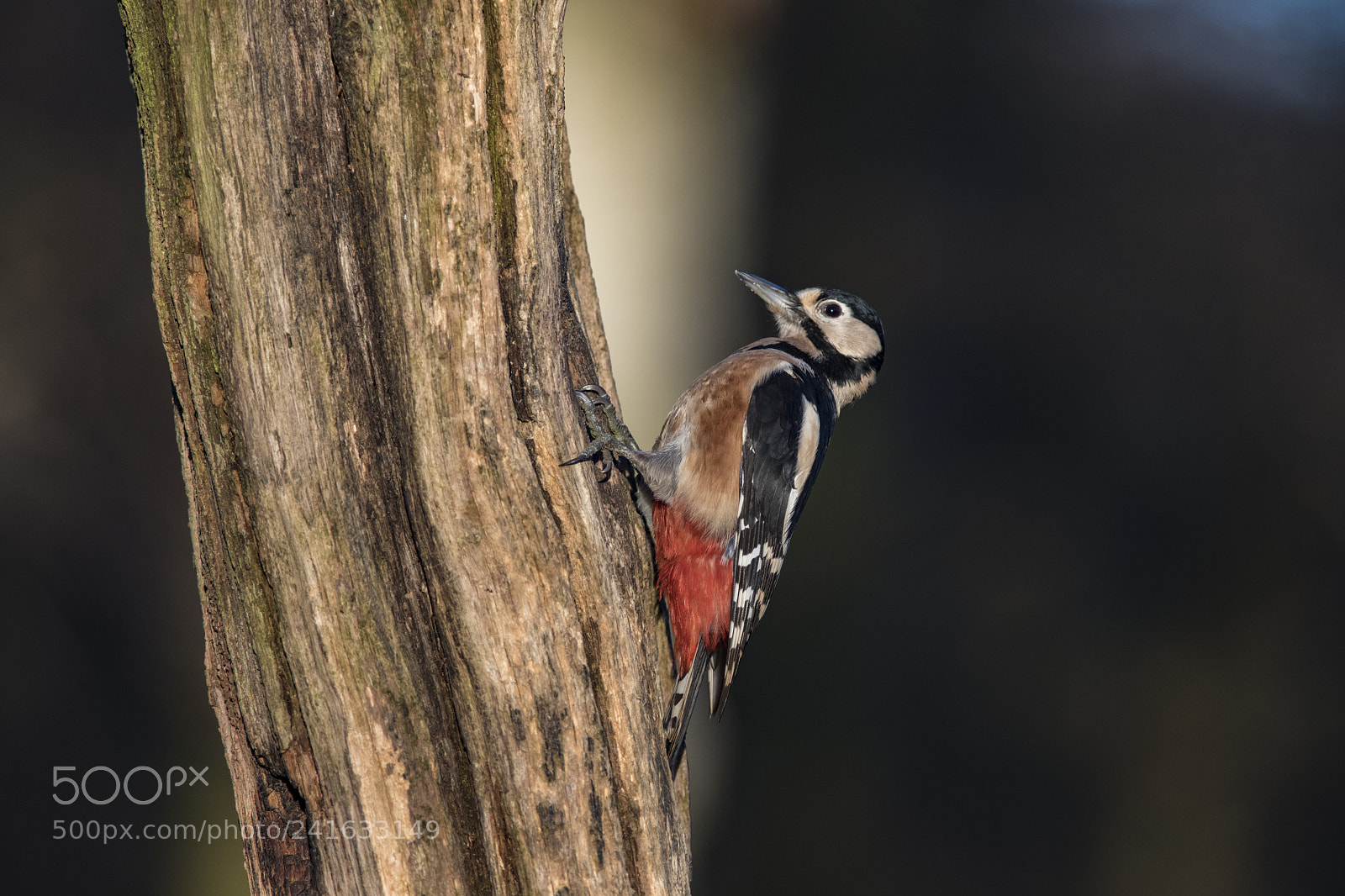 Nikon D850 sample photo. Great spotted woodpecker photography
