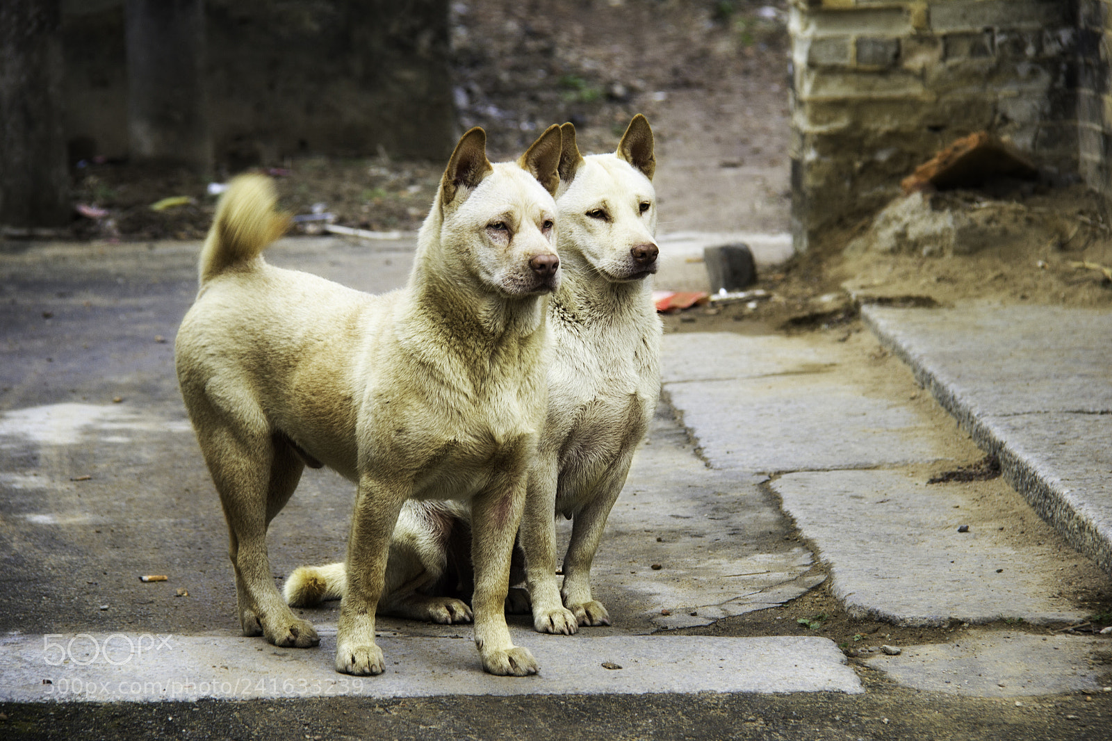 Canon EOS 60D sample photo. Loyalty photography