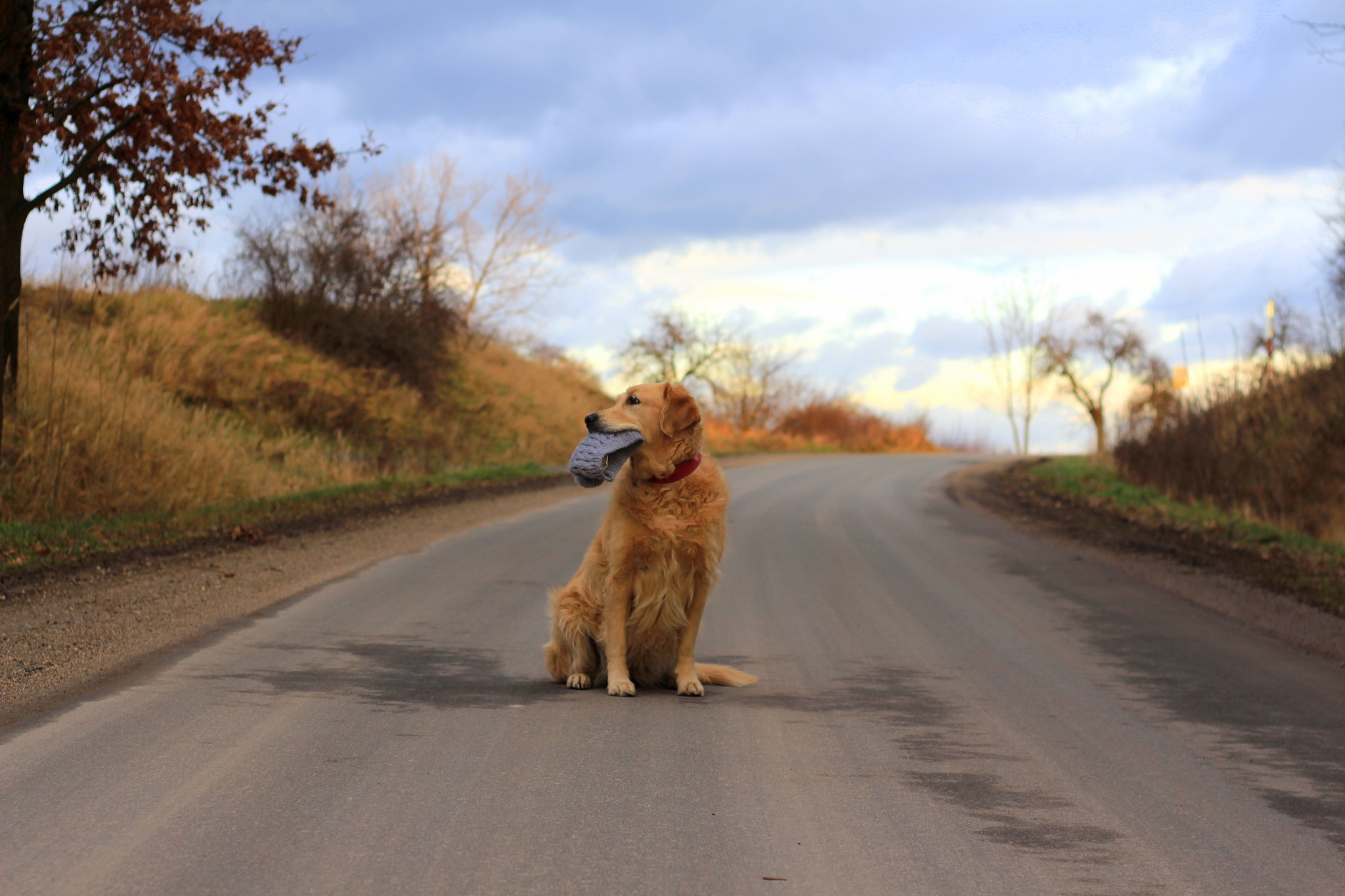 Canon EOS 700D (EOS Rebel T5i / EOS Kiss X7i) + Canon EF 50mm F1.8 II sample photo. Dog photography