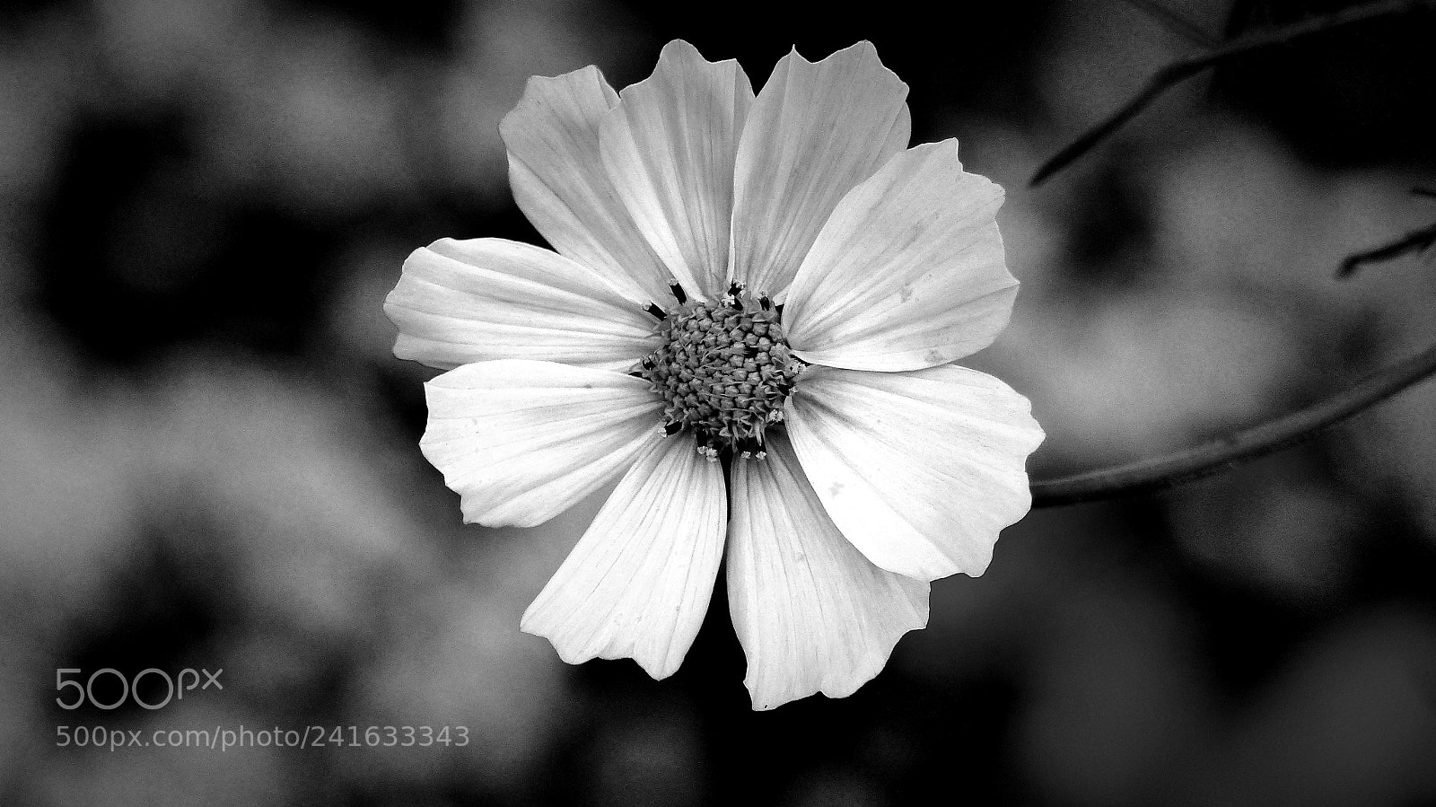 Panasonic Lumix DMC-FZ200 sample photo. Anemone photography