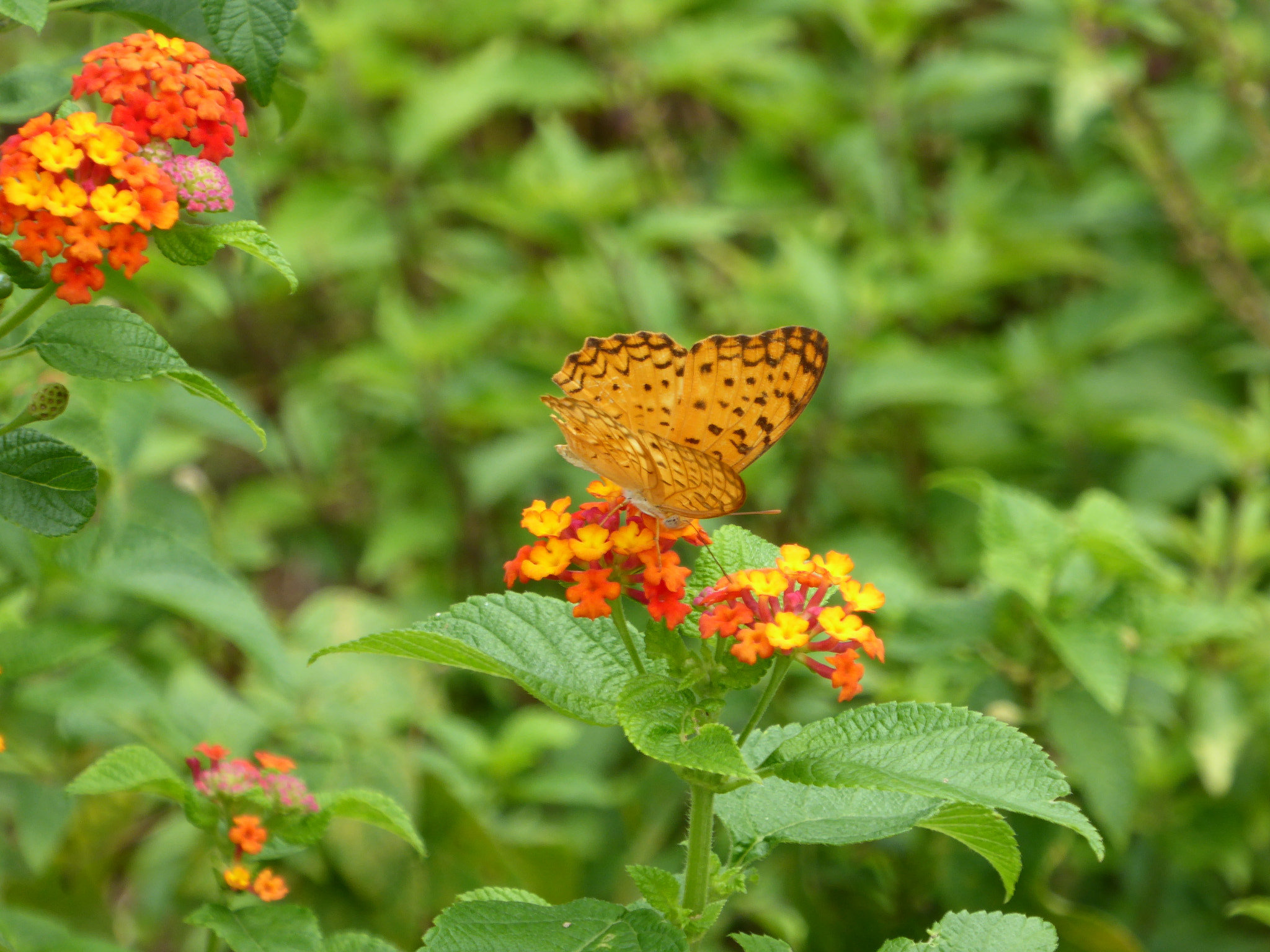 Panasonic Lumix DMC-ZS40 (Lumix DMC-TZ60) sample photo. Butterfly in singapore photography