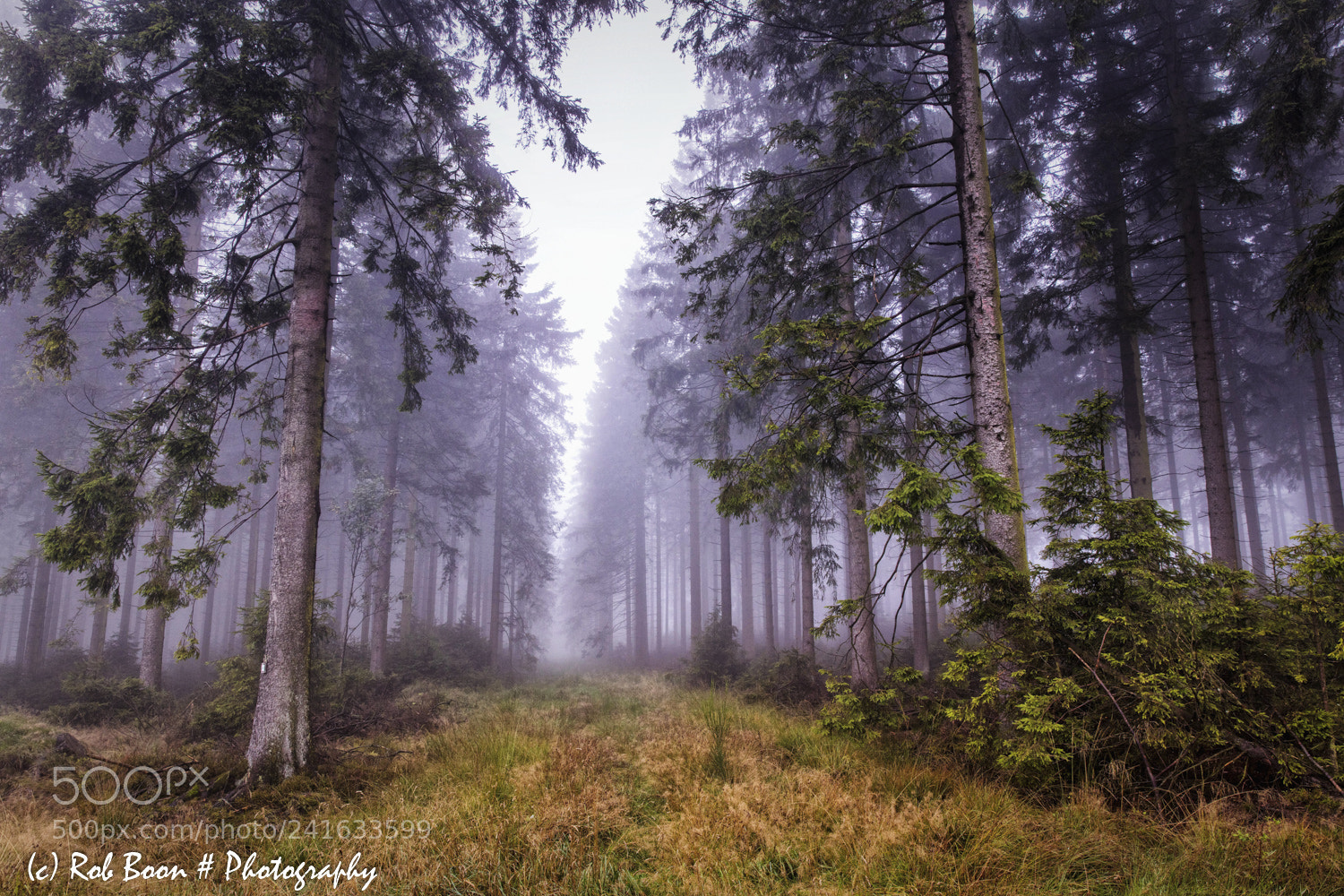 Canon EOS 5DS sample photo. Misty forest @ botrange 9 photography