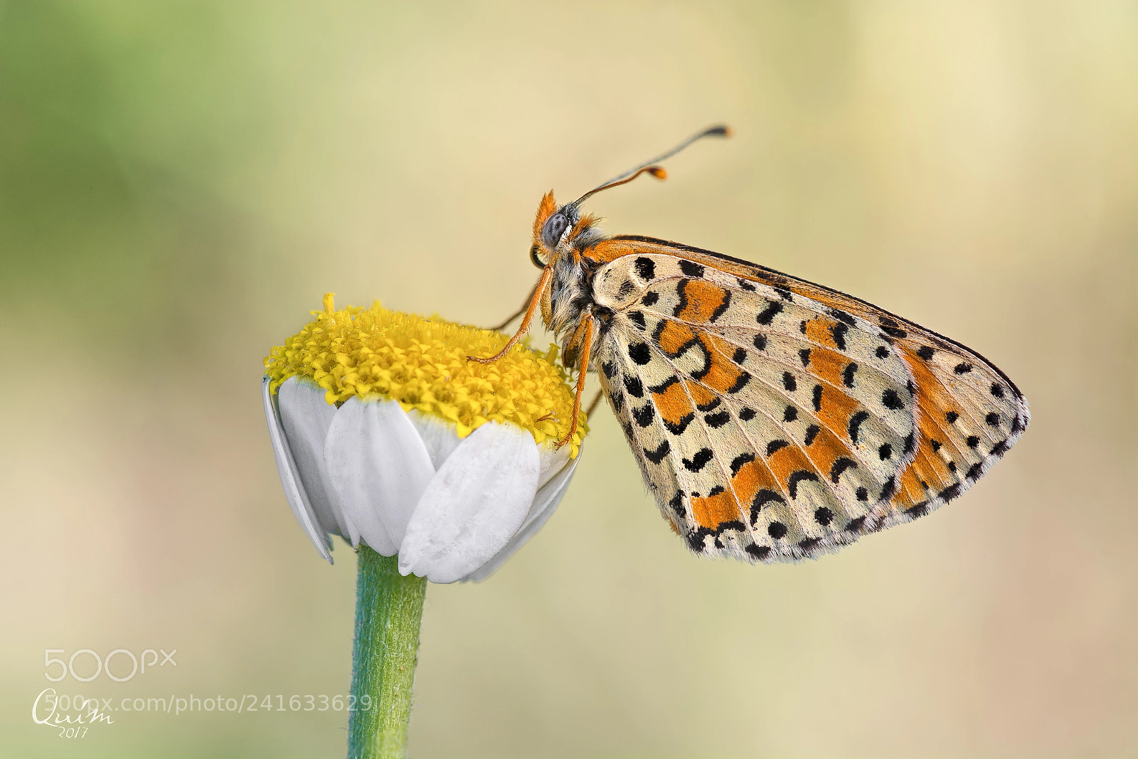 Nikon D7100 sample photo. Melitaea photography