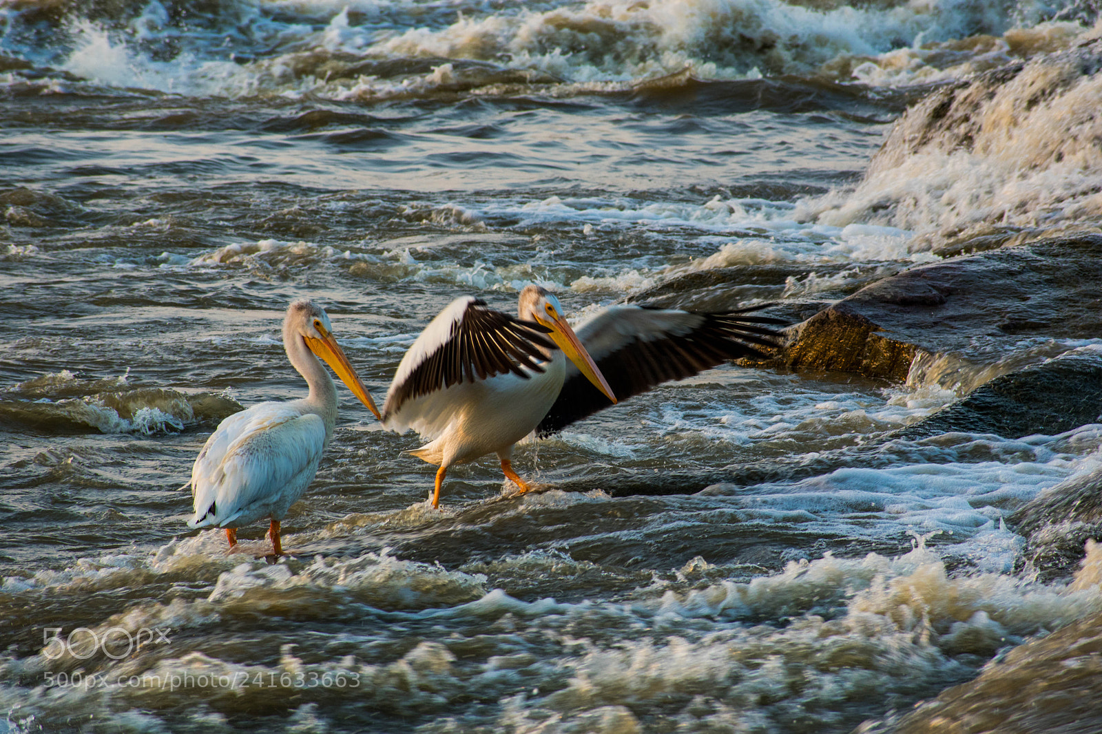 Nikon D3400 sample photo. Local wildlife photography