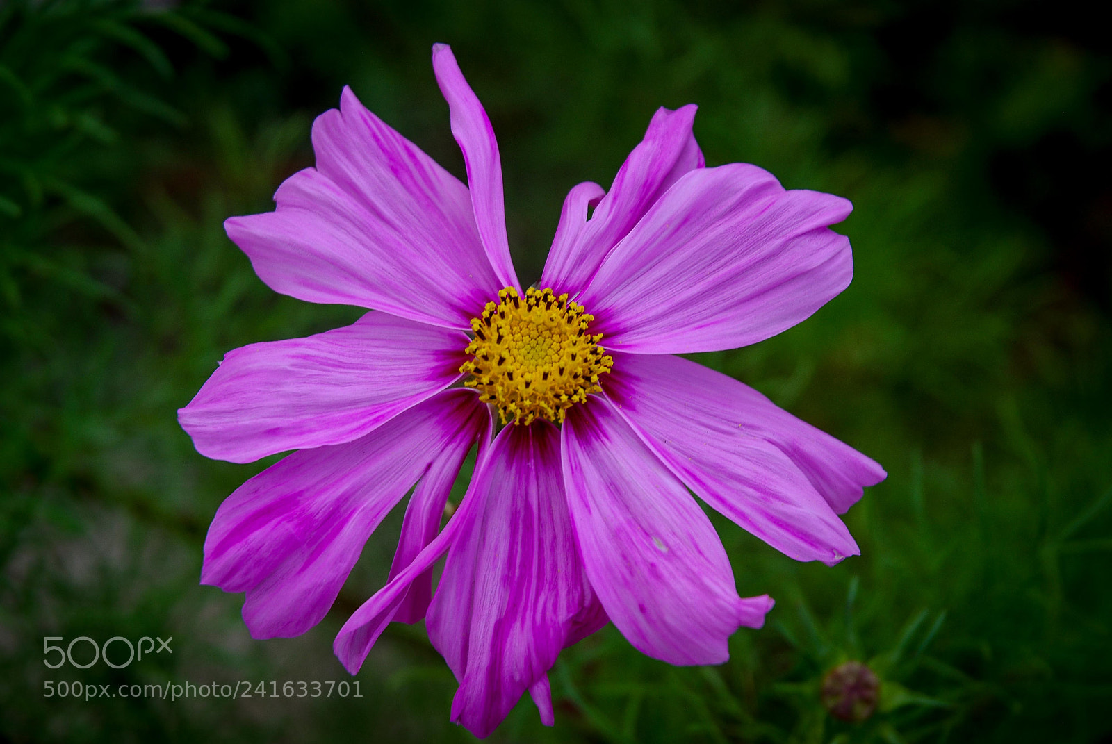 Nikon D80 sample photo. Flor lilas photography