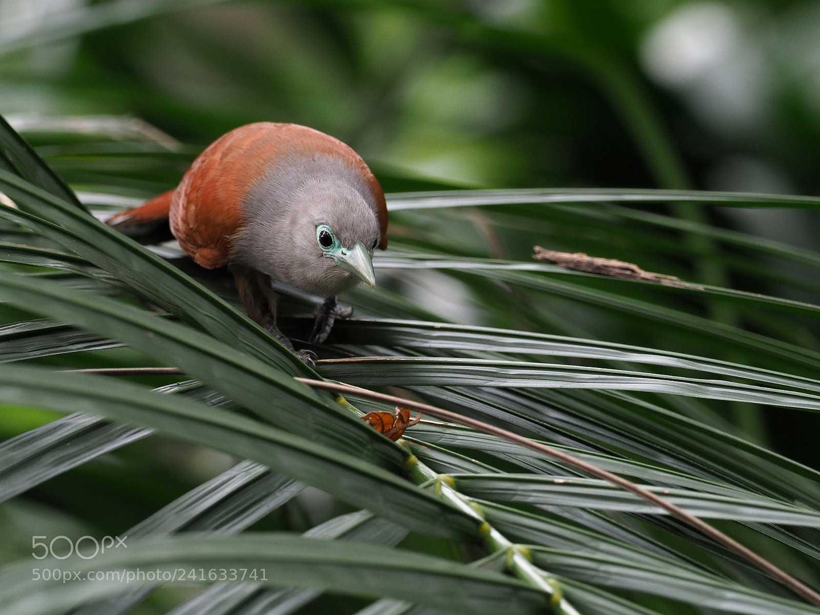 Olympus OM-D E-M1 Mark II sample photo. Raffle's malkoha photography