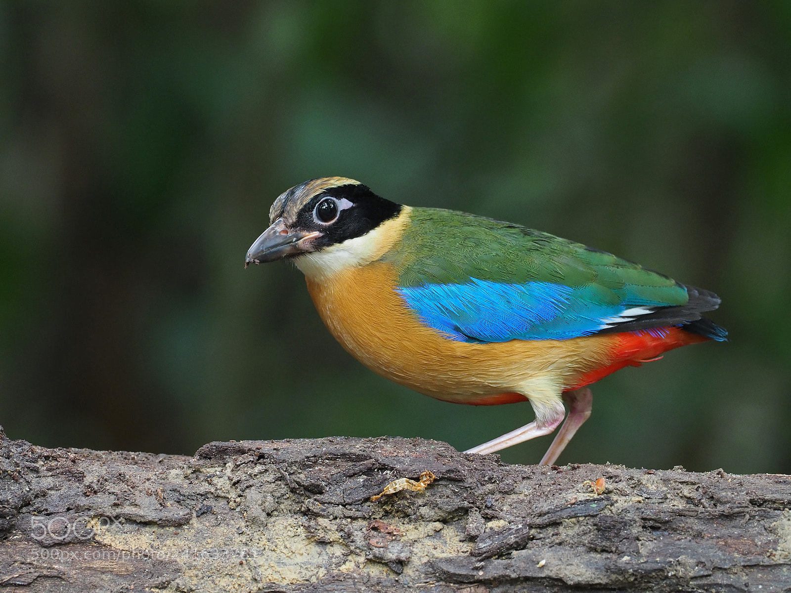 Olympus OM-D E-M1 Mark II sample photo. Blue-winged pitta photography