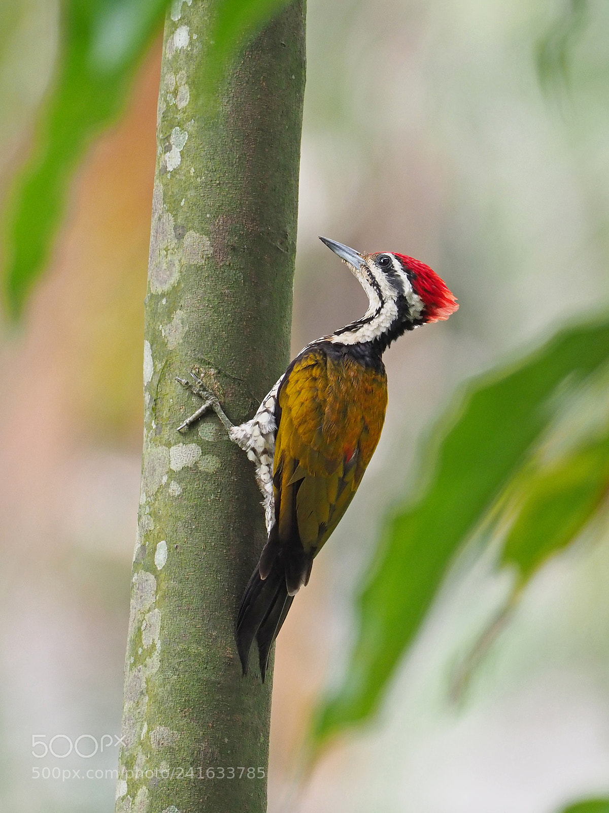Olympus OM-D E-M1 Mark II sample photo. Common flameback woodpecker photography