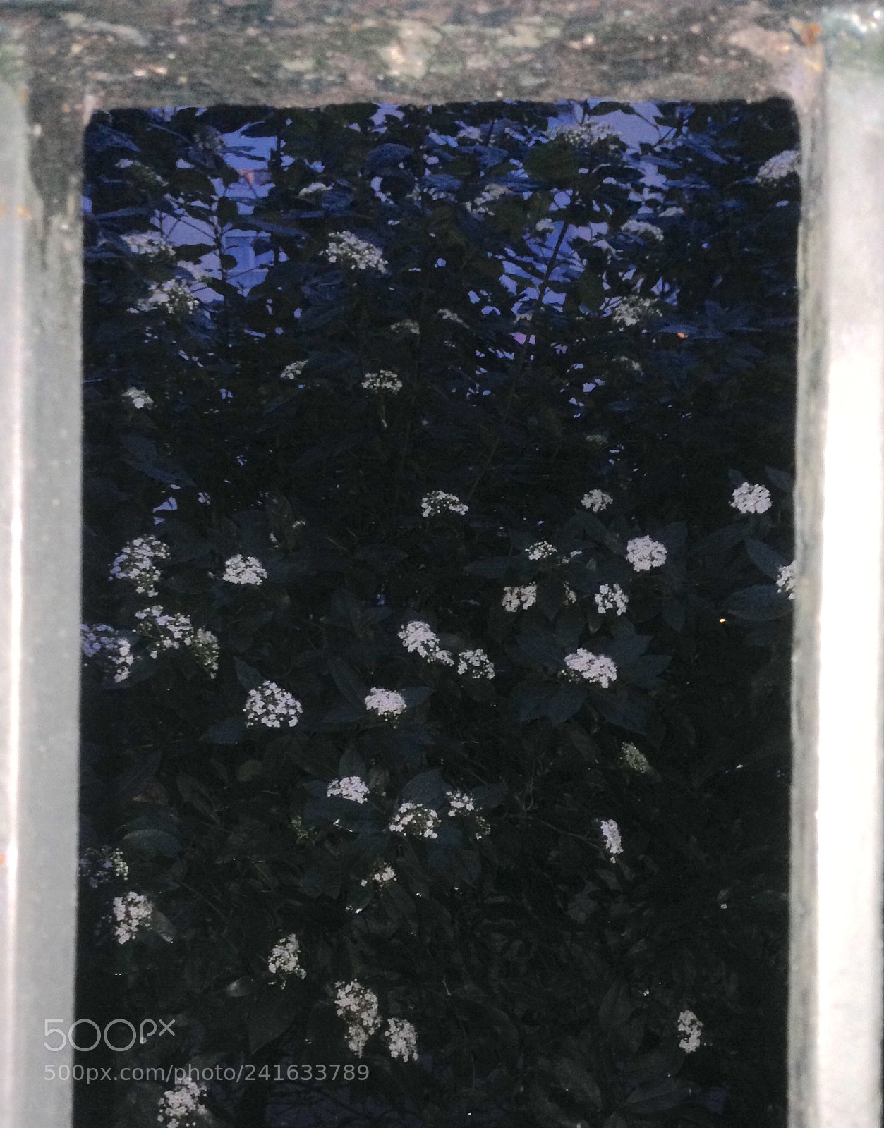Apple iPhone 5 sample photo. Paris#white flowers#17 art photography