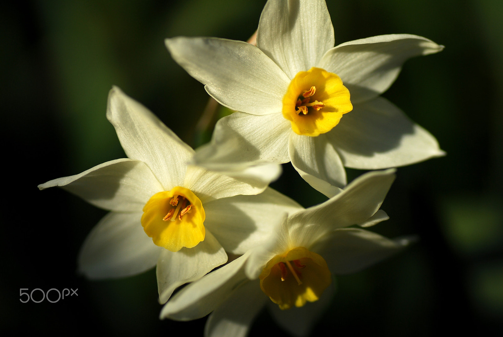 Nikon D200 sample photo. Sweet perfume photography