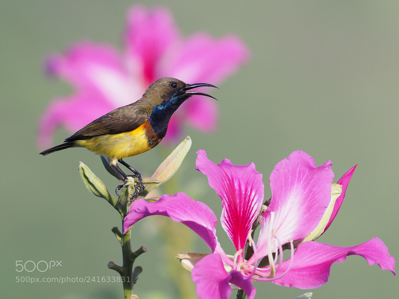 Olympus OM-D E-M1 Mark II sample photo. Olive-backed sunbird photography