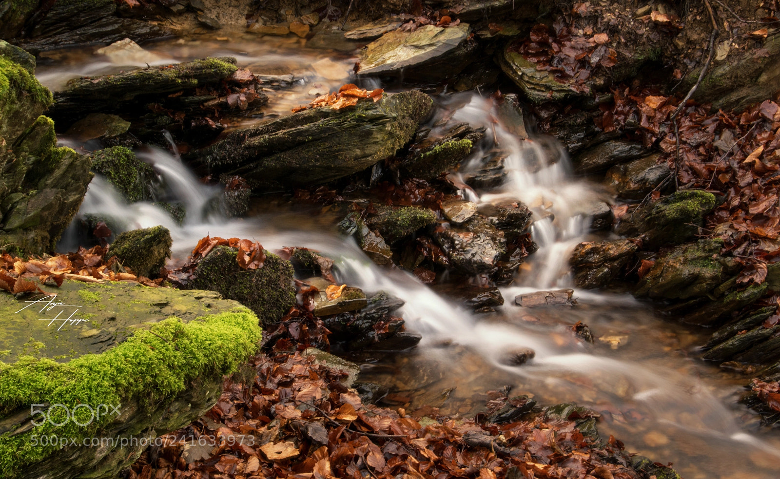 Nikon D5500 sample photo. Bach photography