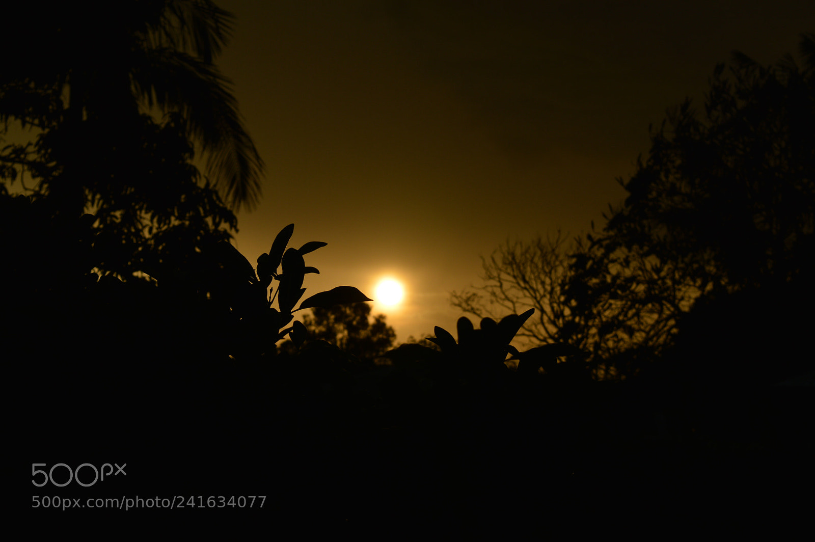 Nikon D3200 sample photo. Sunset behind the leaves photography