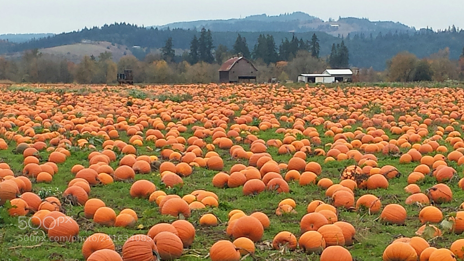 Samsung Galaxy S4 sample photo. Old rusted barn pumpkin photography