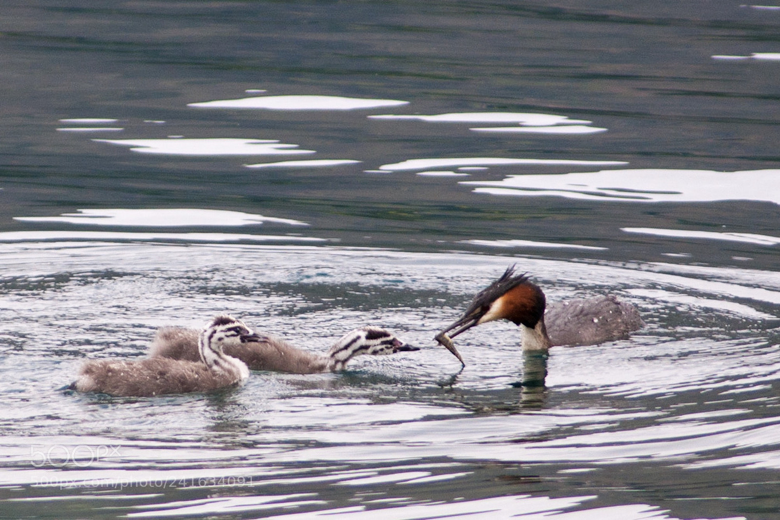 Nikon D90 sample photo. Australasian crested grebe p photography