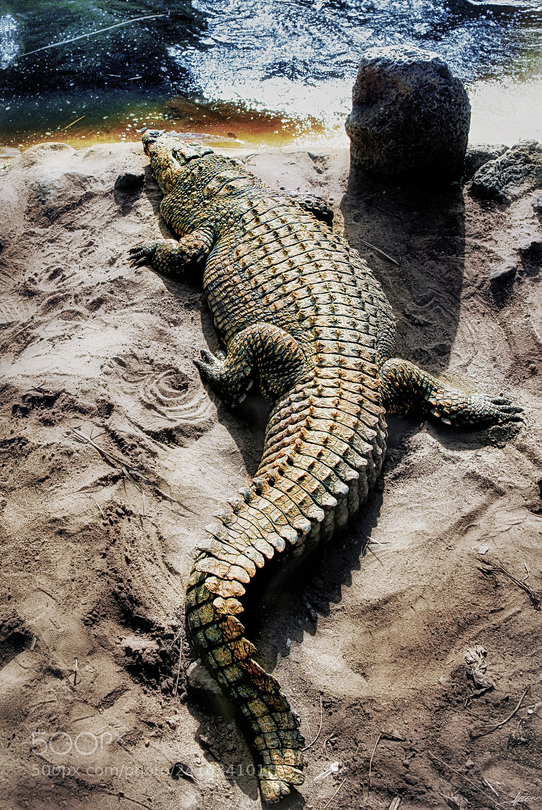 Nikon D3S sample photo. Alligator photography