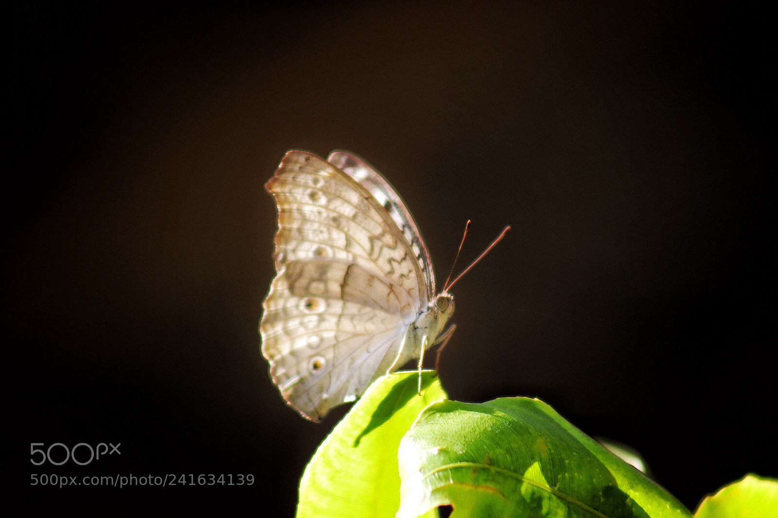 Canon EOS 77D (EOS 9000D / EOS 770D) sample photo. Untitled photography