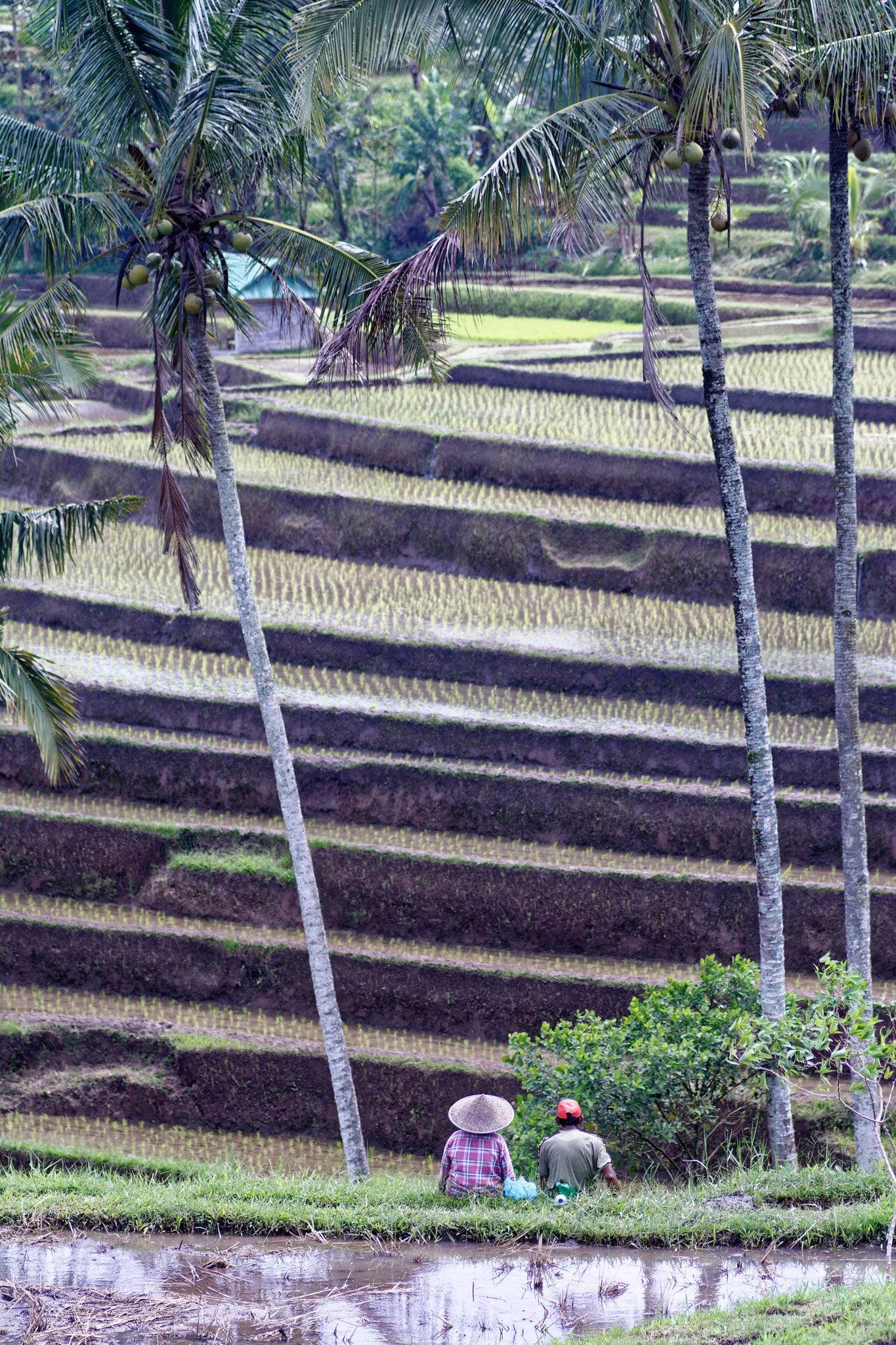 Nikon D7100 sample photo. 25681853738.jpg photography
