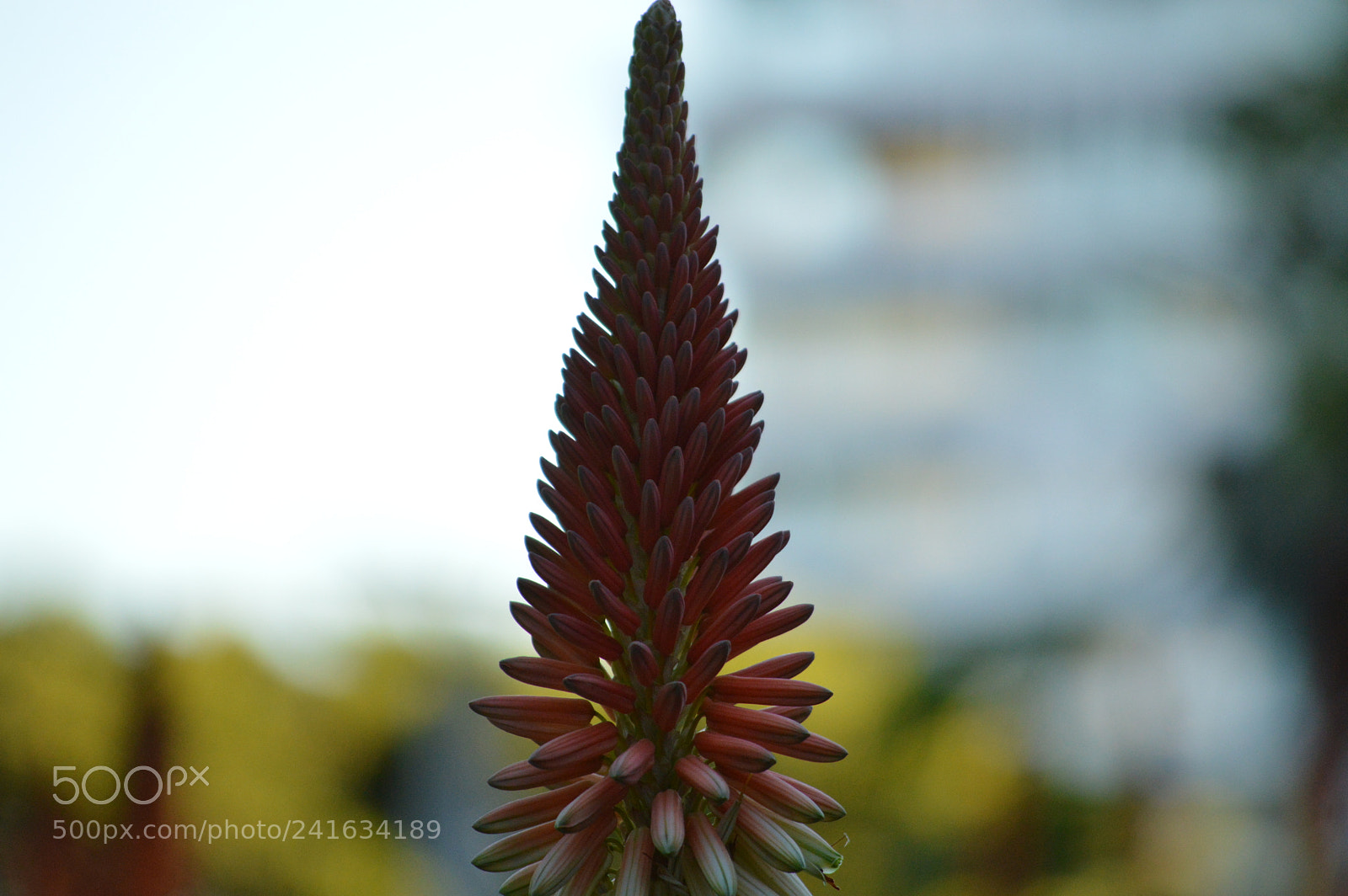 Nikon D3200 sample photo. Spike photography