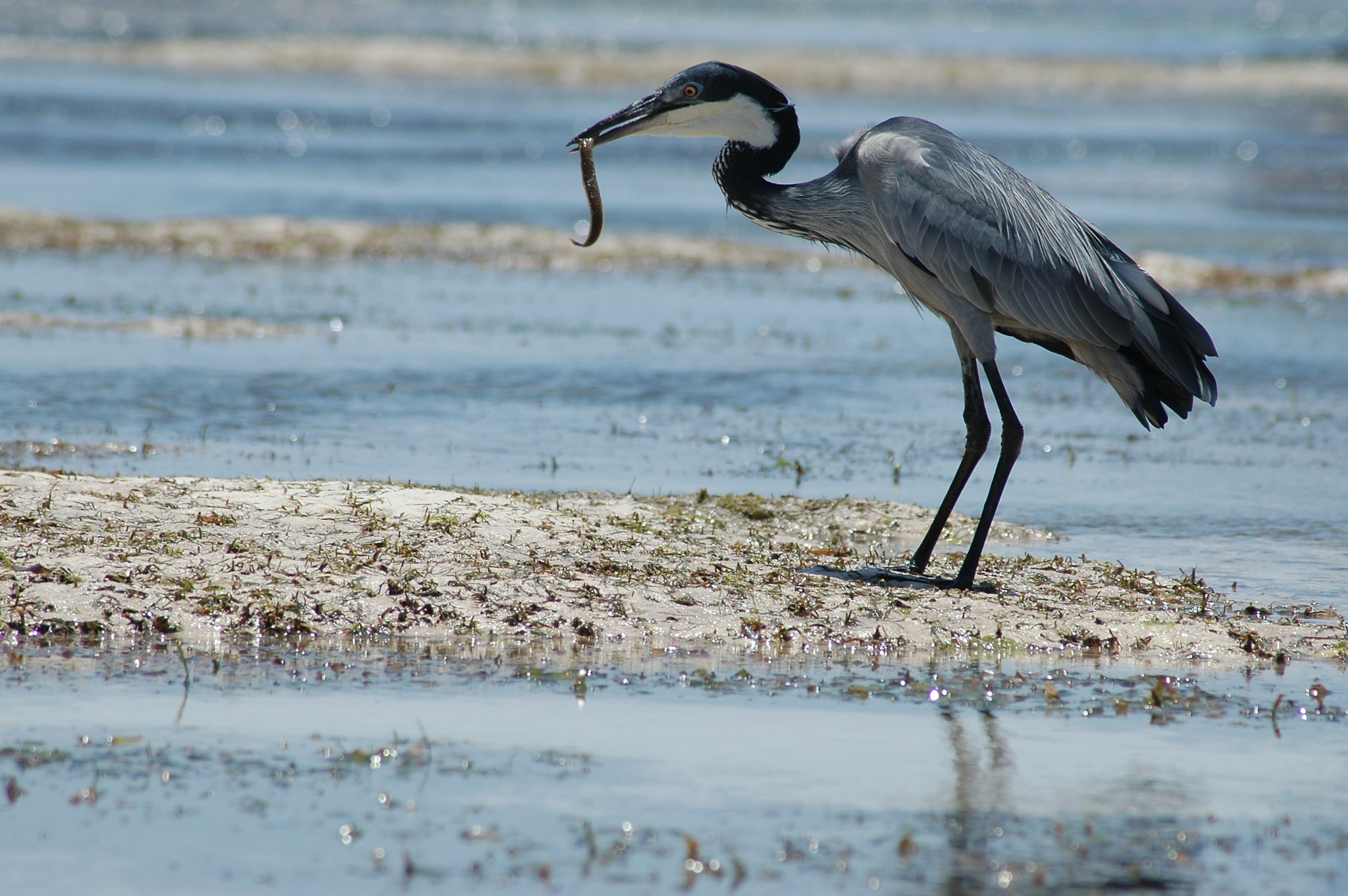 Nikon D70 + AF Zoom-Nikkor 70-300mm f/4-5.6D ED sample photo. Capture photography