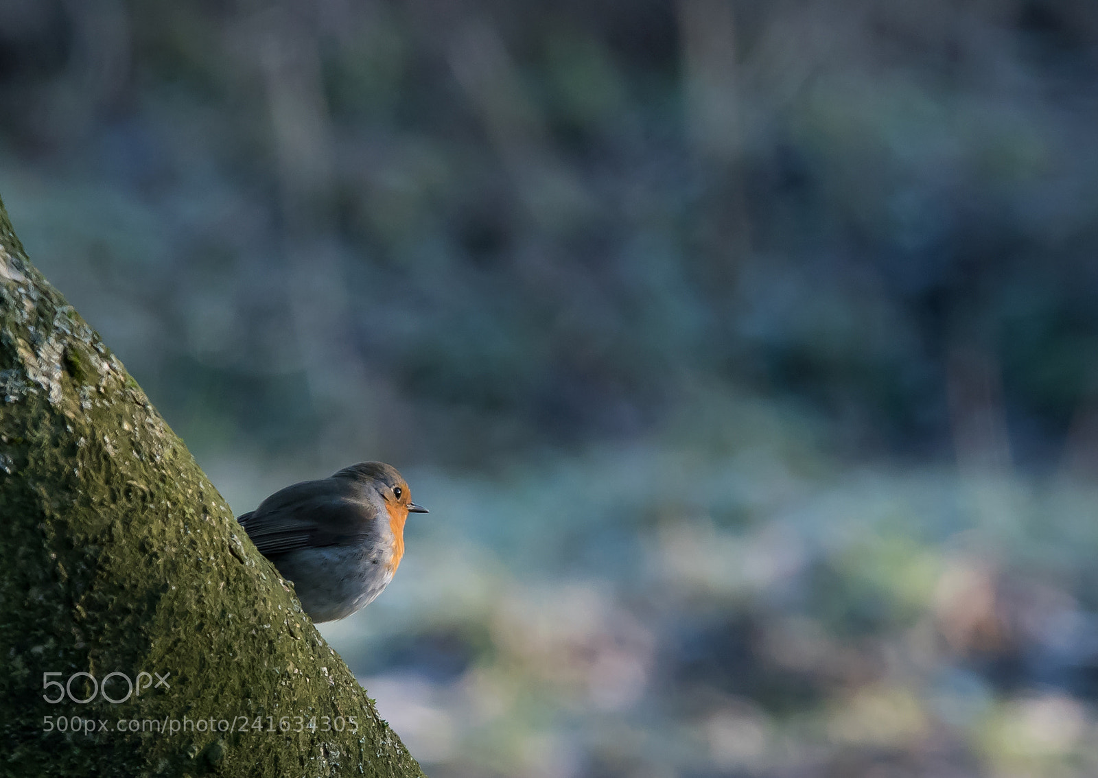 Nikon D7500 sample photo. Rotkehlchen photography