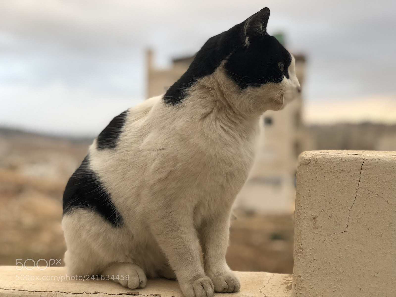 Apple iPhone 8 Plus sample photo. Untitled photography