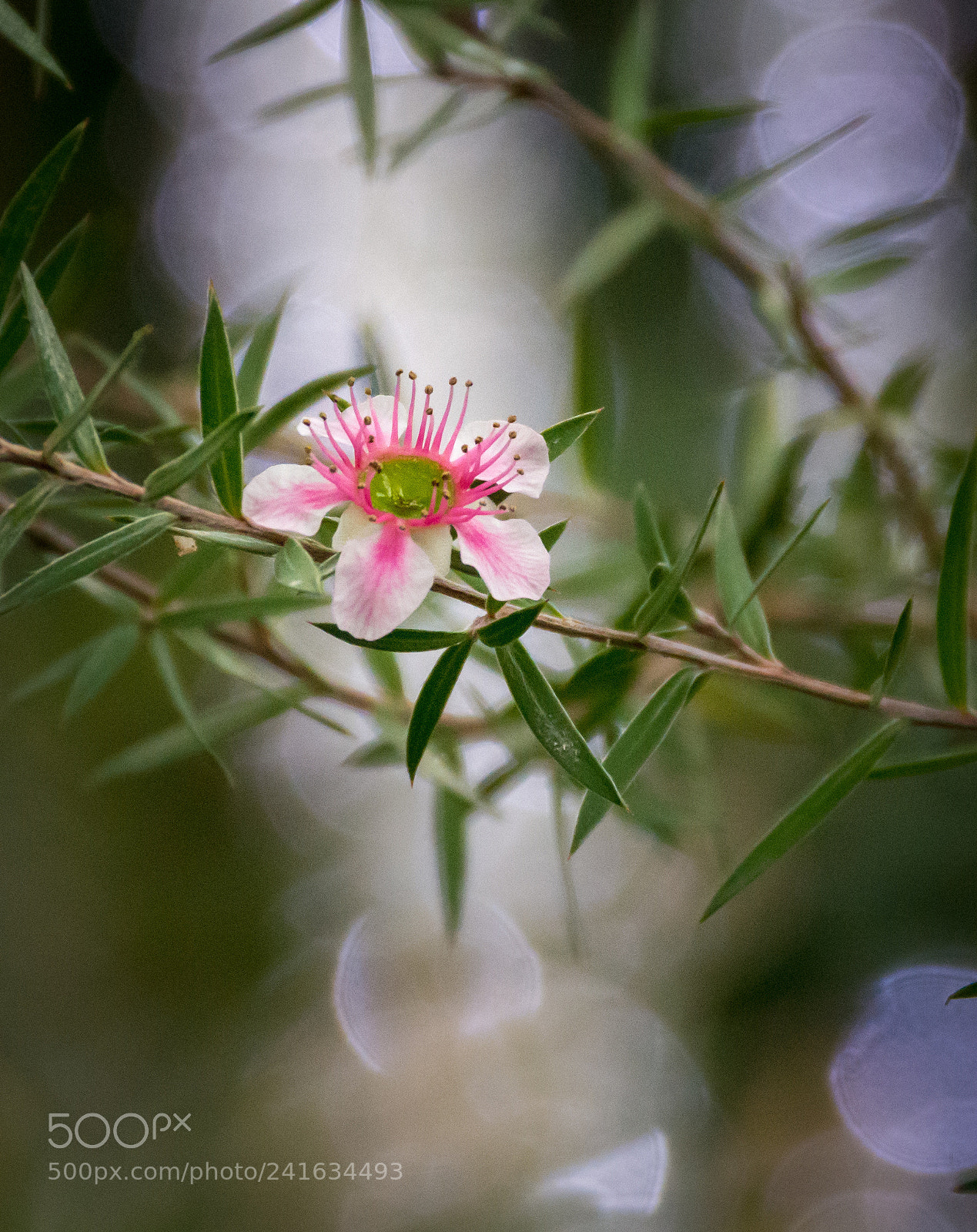Nikon D7100 sample photo. Simplicity photography