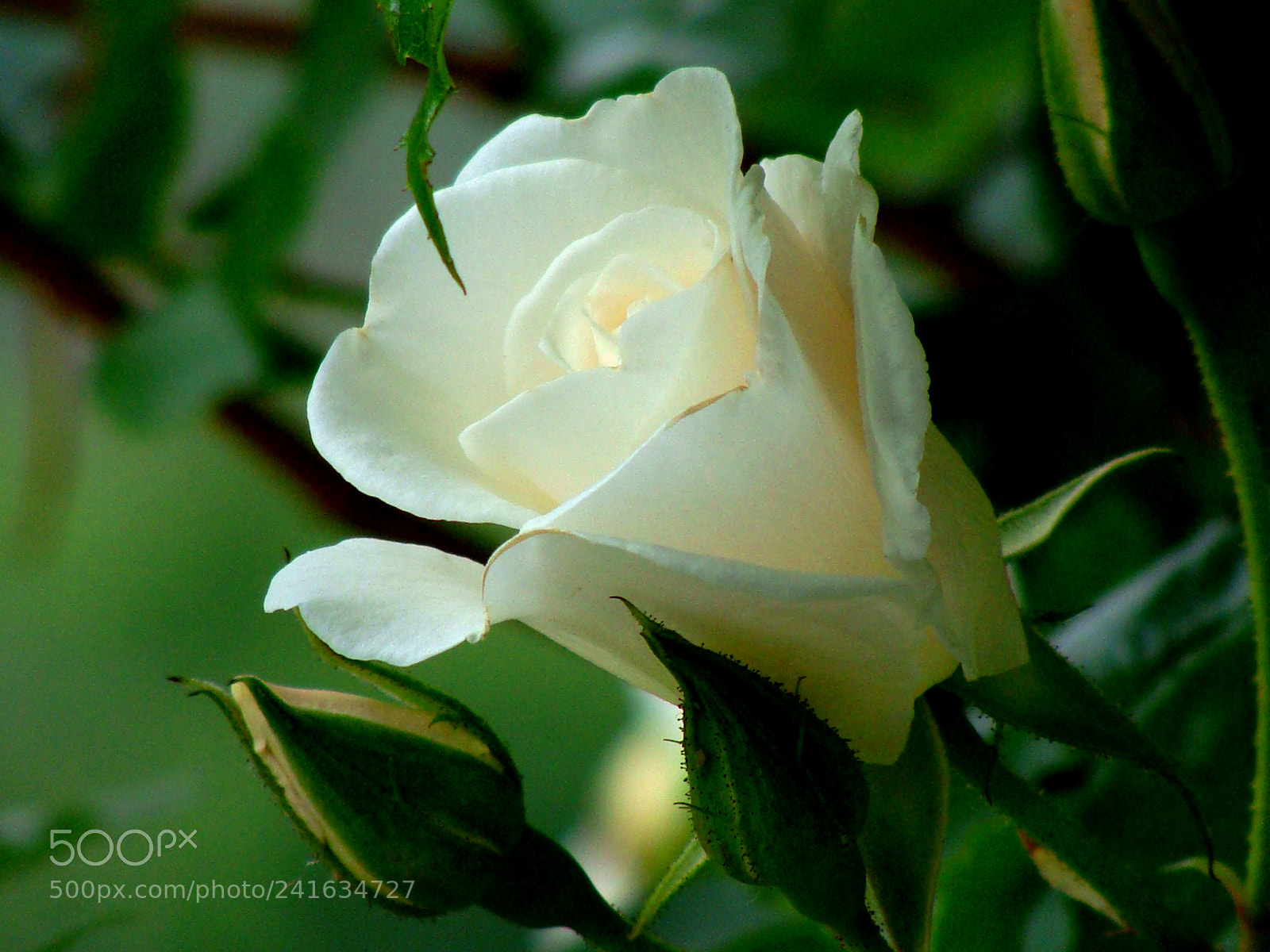 Sony Cyber-shot DSC-H10 sample photo. Glow photography