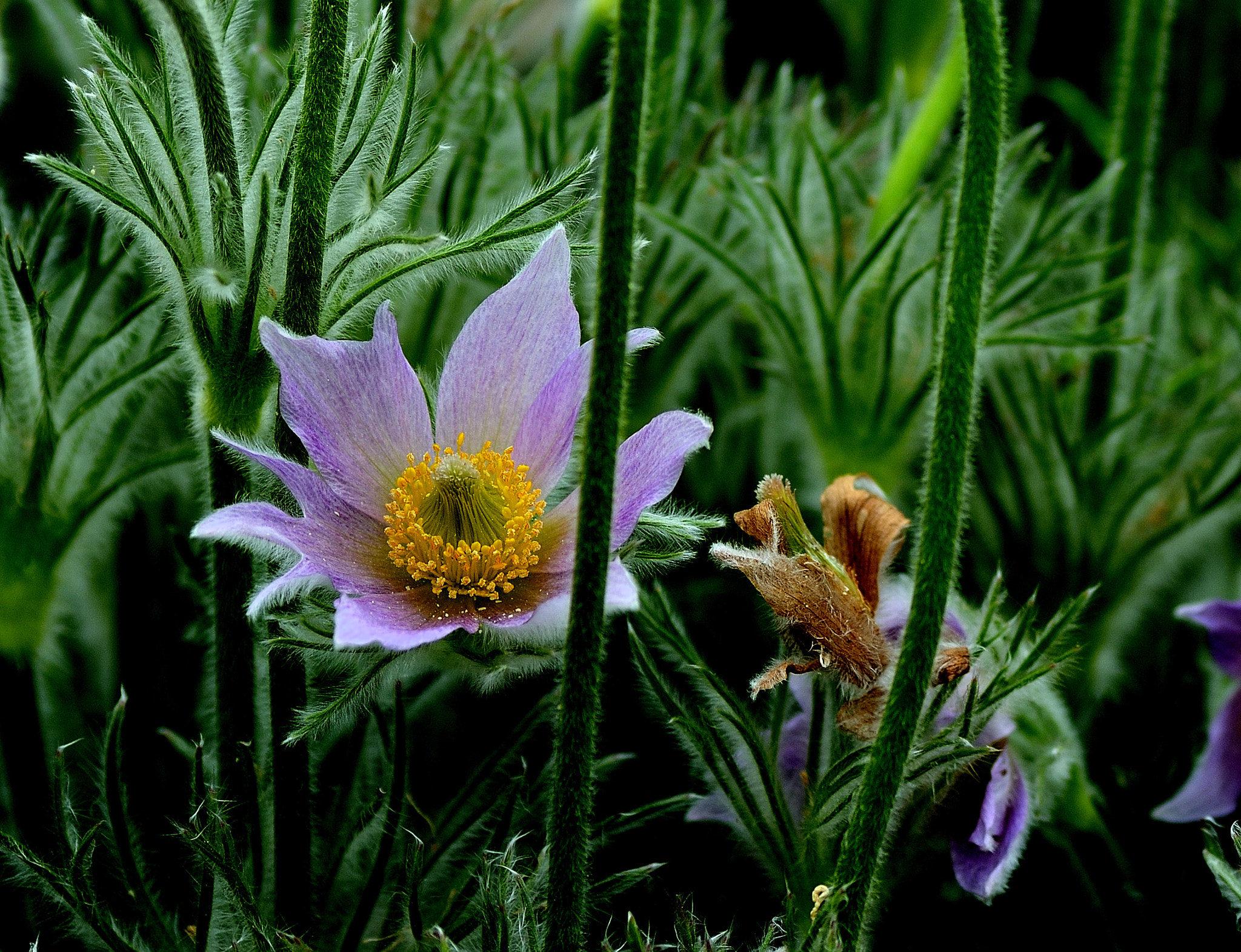 Nikon D7100 sample photo. 2017 photography