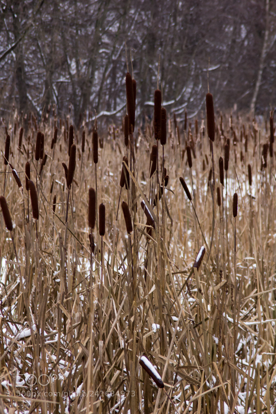 Canon EOS 60D sample photo. Cane photography