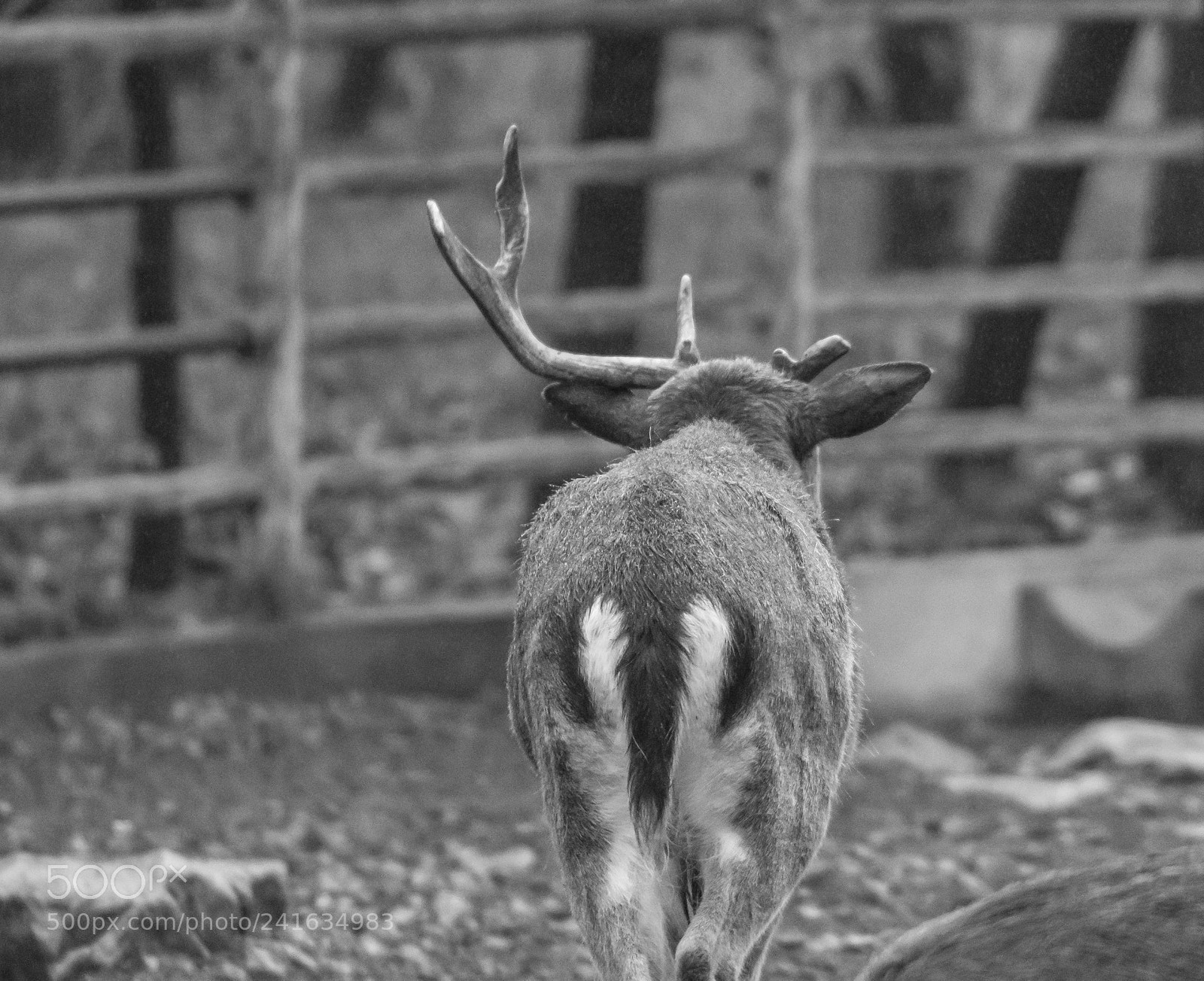 Sony a6500 sample photo. Shanghai zoo photography