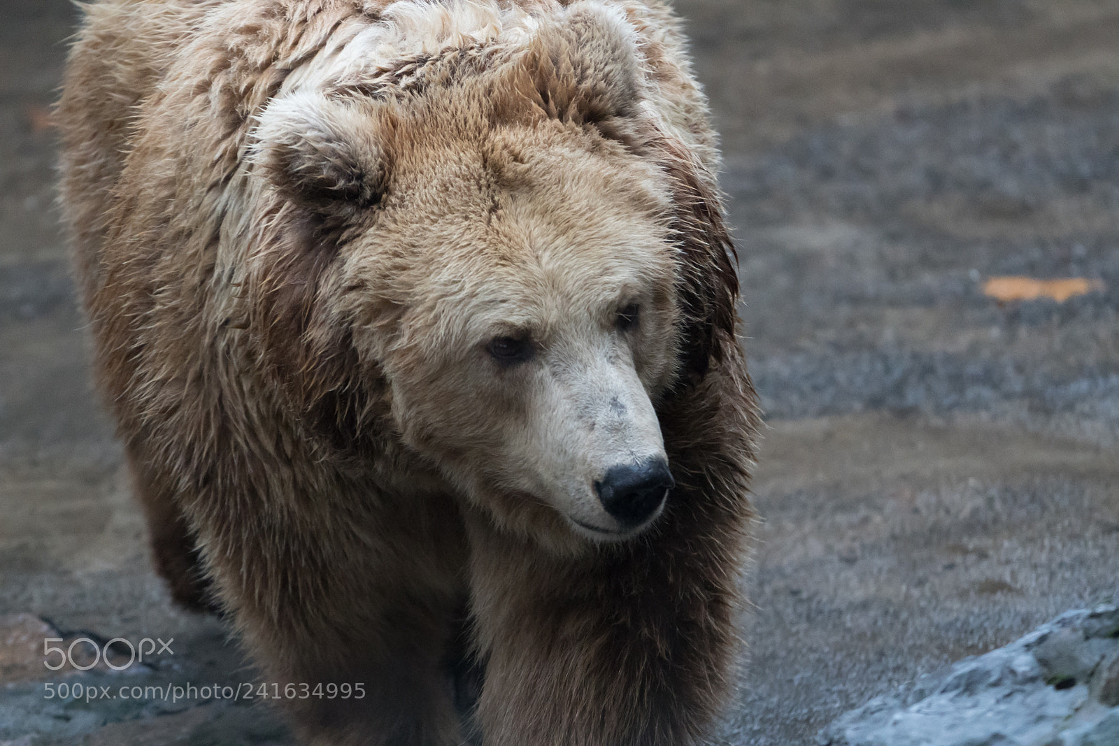 Sony a6500 sample photo. Shanghai zoo photography