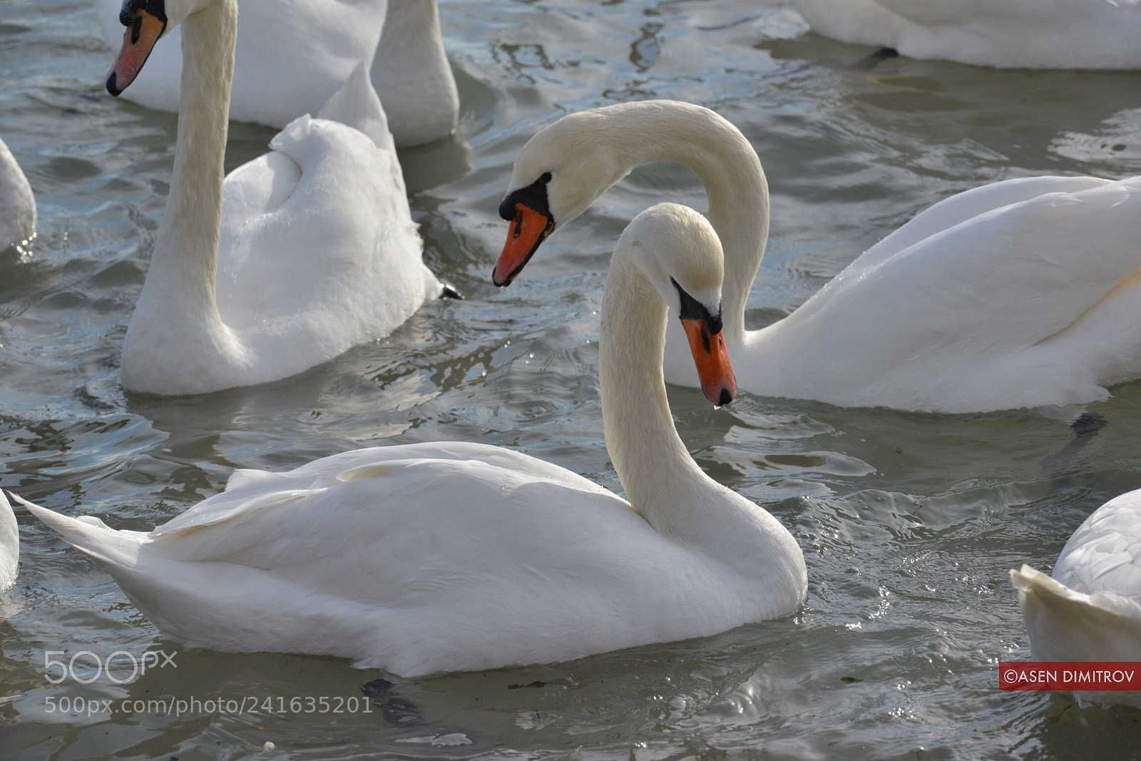 Nikon D800E sample photo. Swans photography