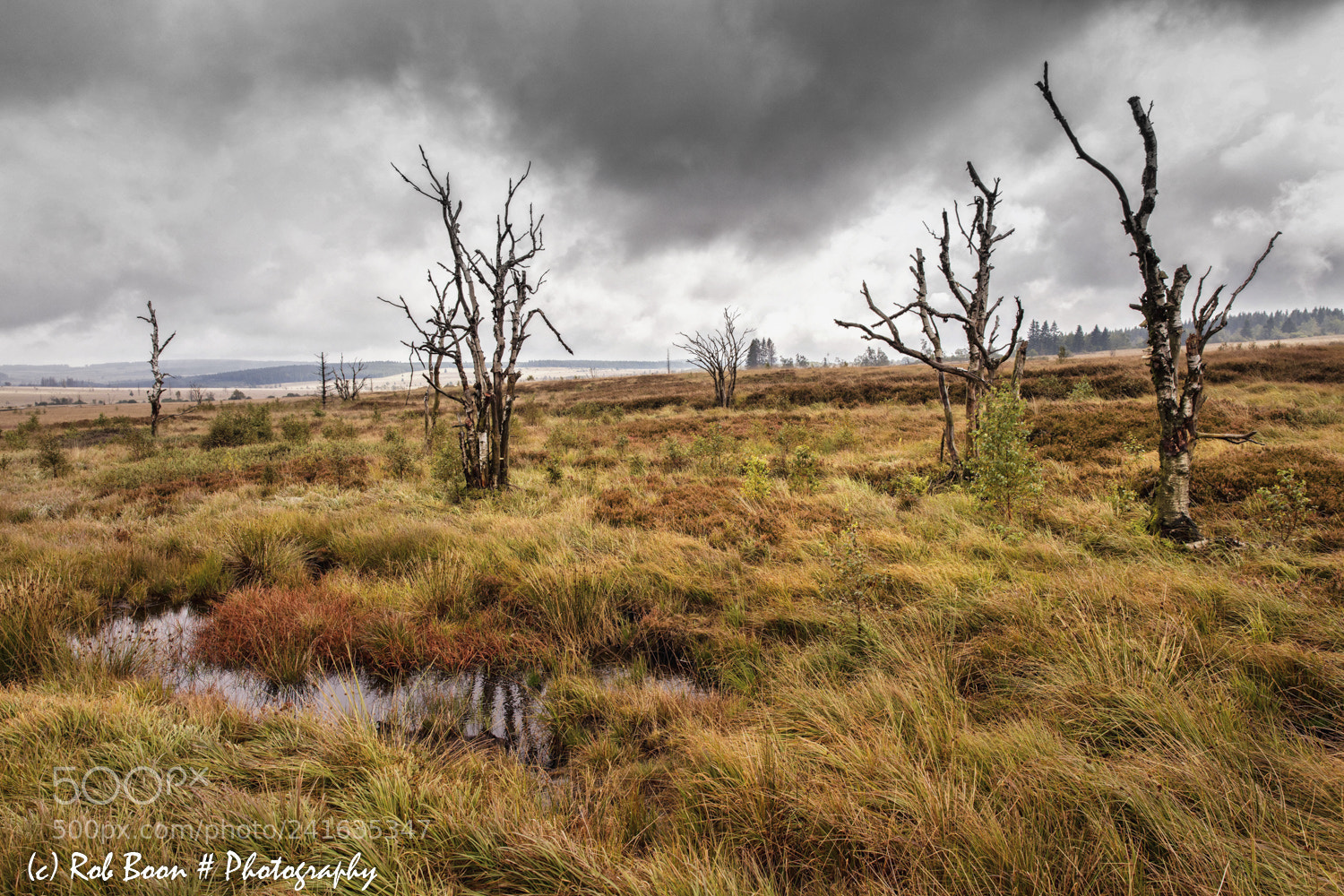 Canon EOS 5DS sample photo. Peat moor @ botrange 10 photography