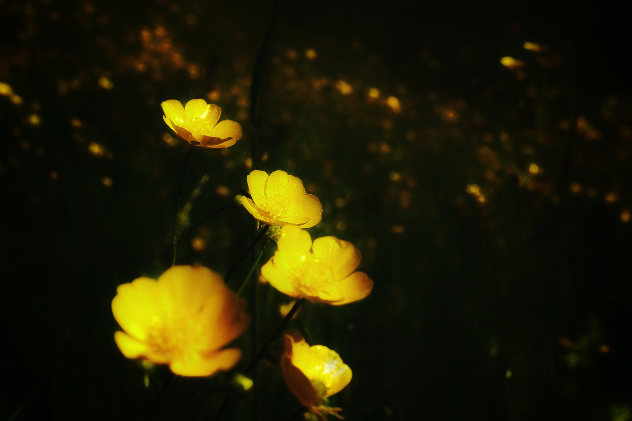Panasonic Lumix DMC-GH1 sample photo. Beautiful golden flowers! photography