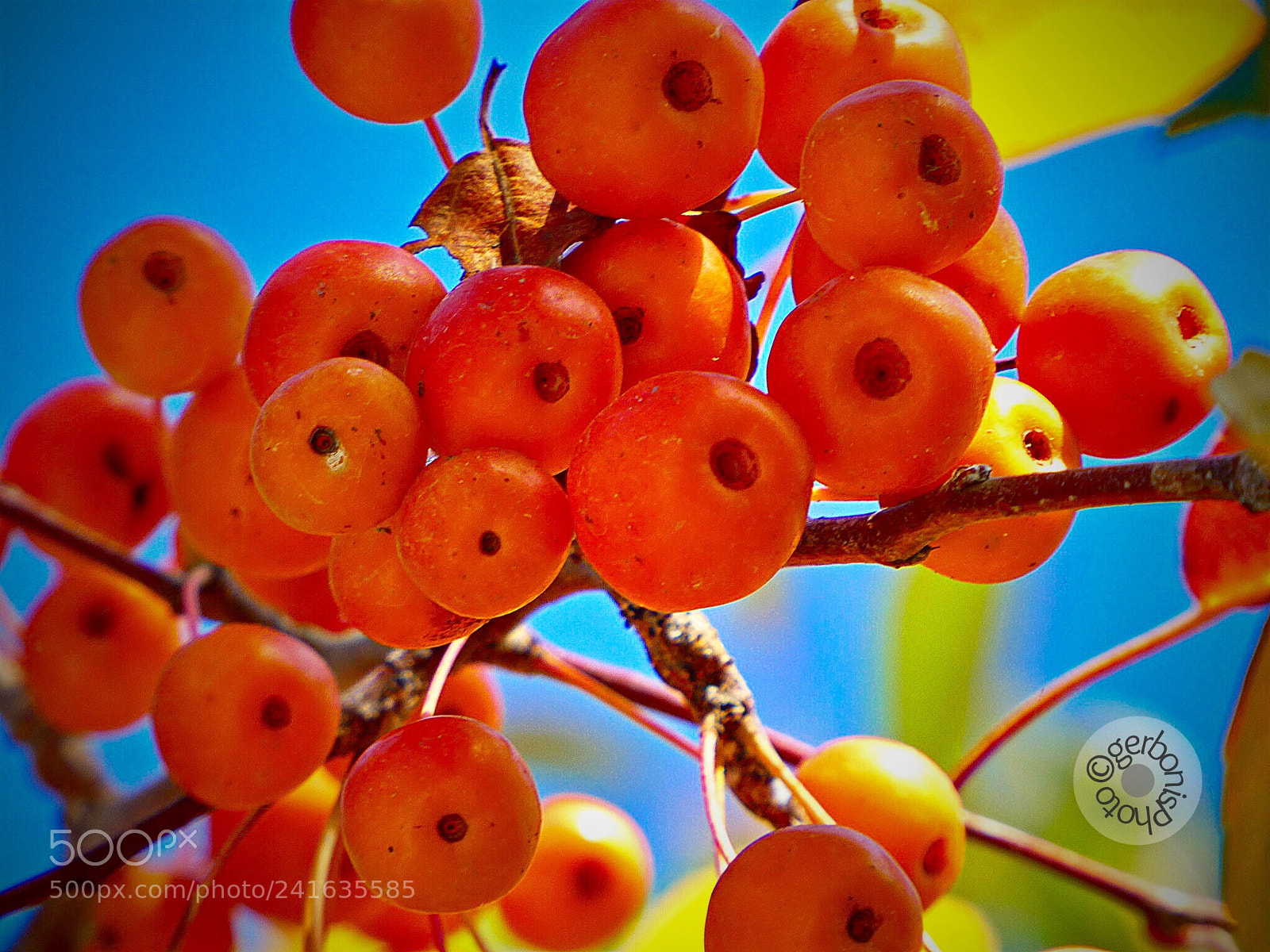 Panasonic Lumix DC-ZS70 (Lumix DC-TZ90) sample photo. Wild red berries photography