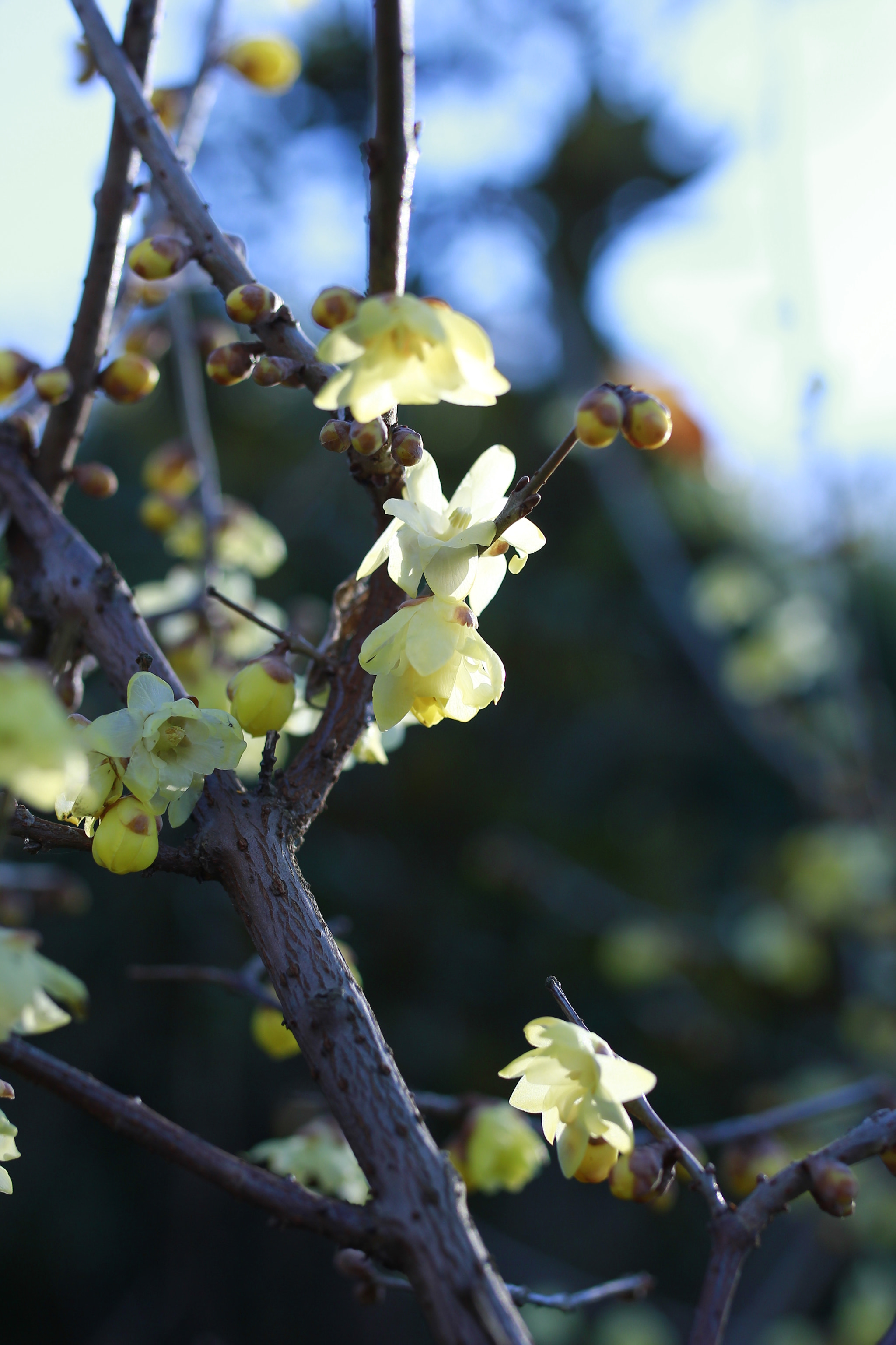 Canon EOS 550D (EOS Rebel T2i / EOS Kiss X4) + Sigma 35mm F1.4 DG HSM Art sample photo. 迊春花 photography