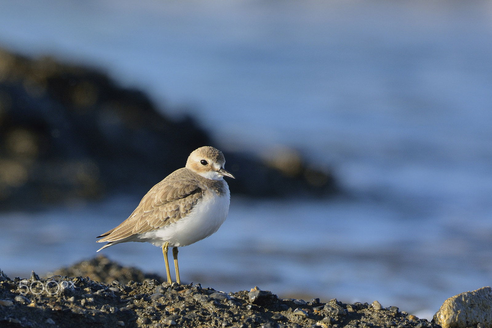 Nikon D7100 + Nikon AF-S Nikkor 500mm F4G ED VR sample photo. Greater sandplover (charadrius leschenaultii) photography