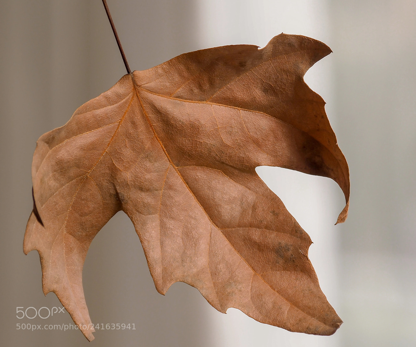 Olympus OM-D E-M1 Mark II sample photo. Olympus digital camera photography