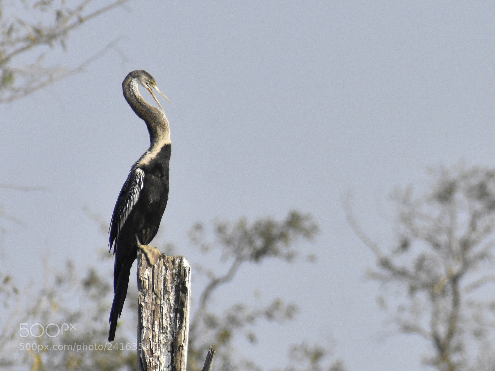 Nikon D3400 sample photo. Cormorant bird photography