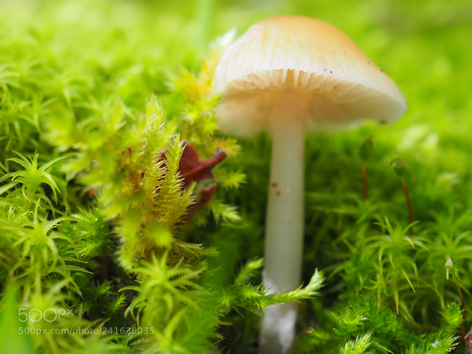 Olympus OM-D E-M10 II sample photo. Forest  image. photography