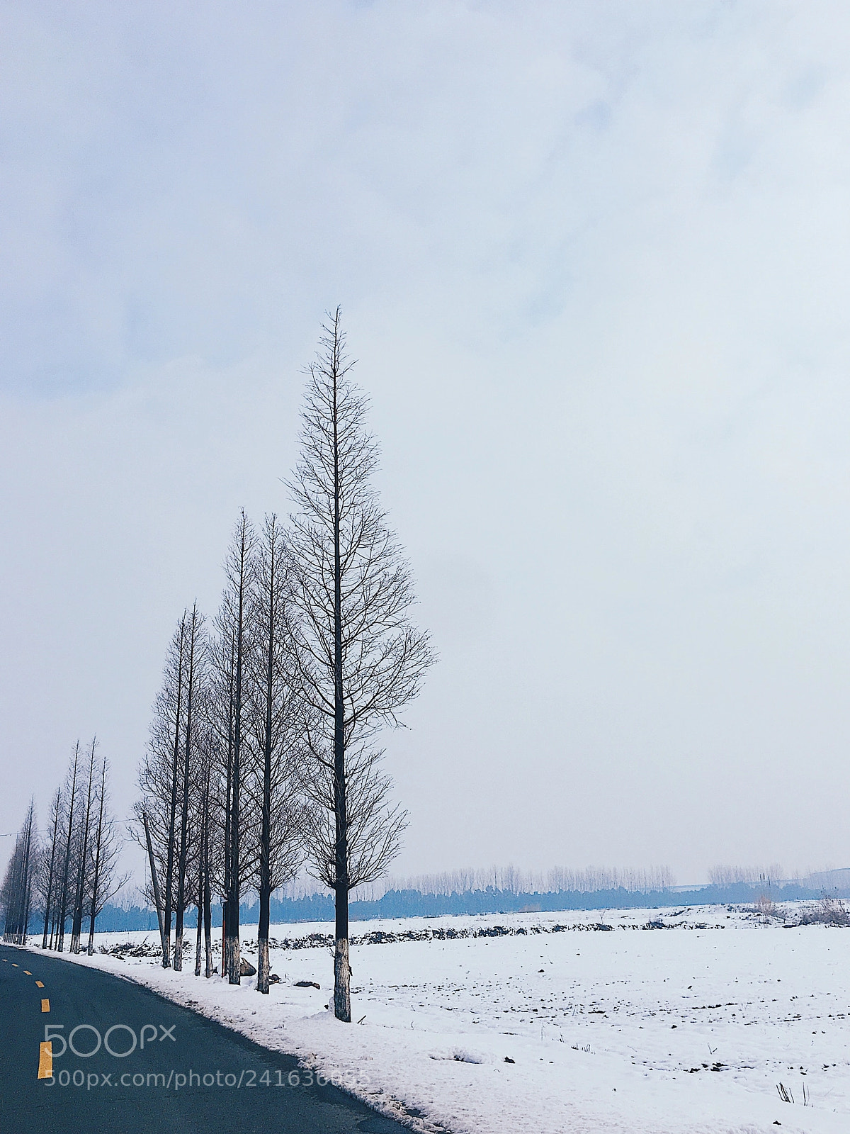 Apple iPhone 6s Plus sample photo. 南方的雪也很美 photography