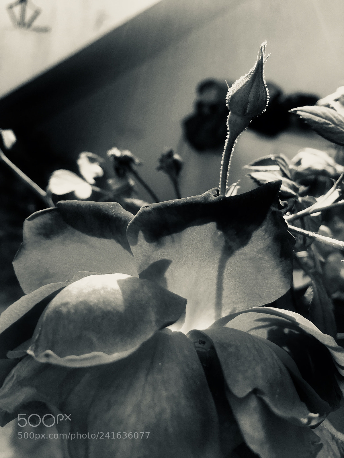 Apple iPhone 6 Plus sample photo. Untitled photography