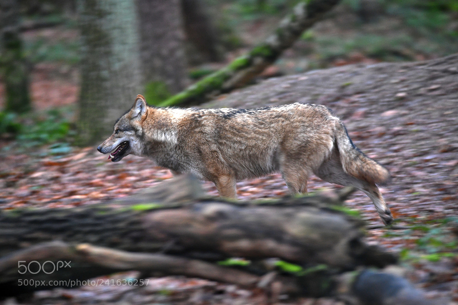 Nikon D850 sample photo. Wolf in motion photography