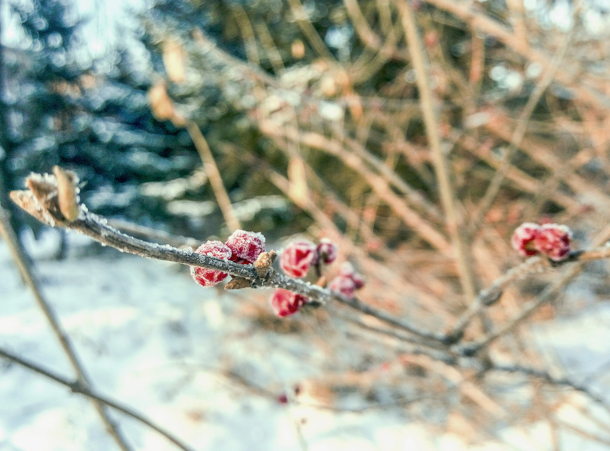 Meizu m2 note sample photo. Red in winter photography