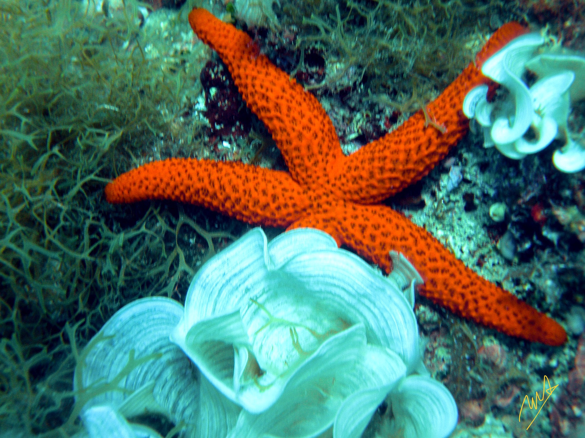 Nikon COOLPIX S225 sample photo. Stella marina/starfish photography
